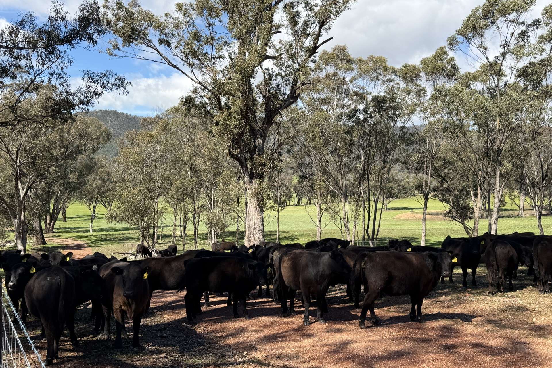 223 Rodwells Road, Murga For Sale by Farmbuy.com - image 26