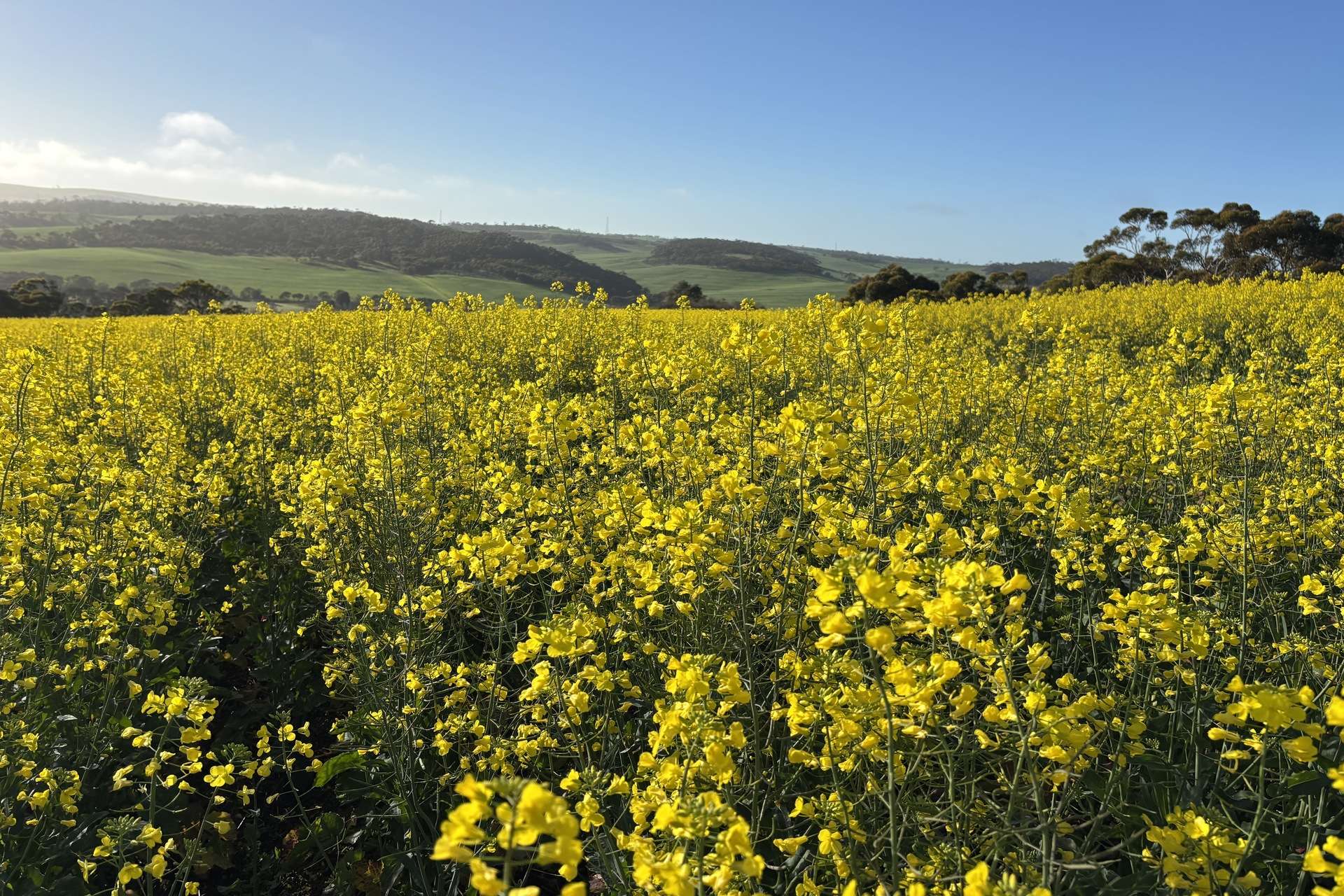 778 Pillaworta Road, Koppio For Sale by Farmbuy.com - image 28