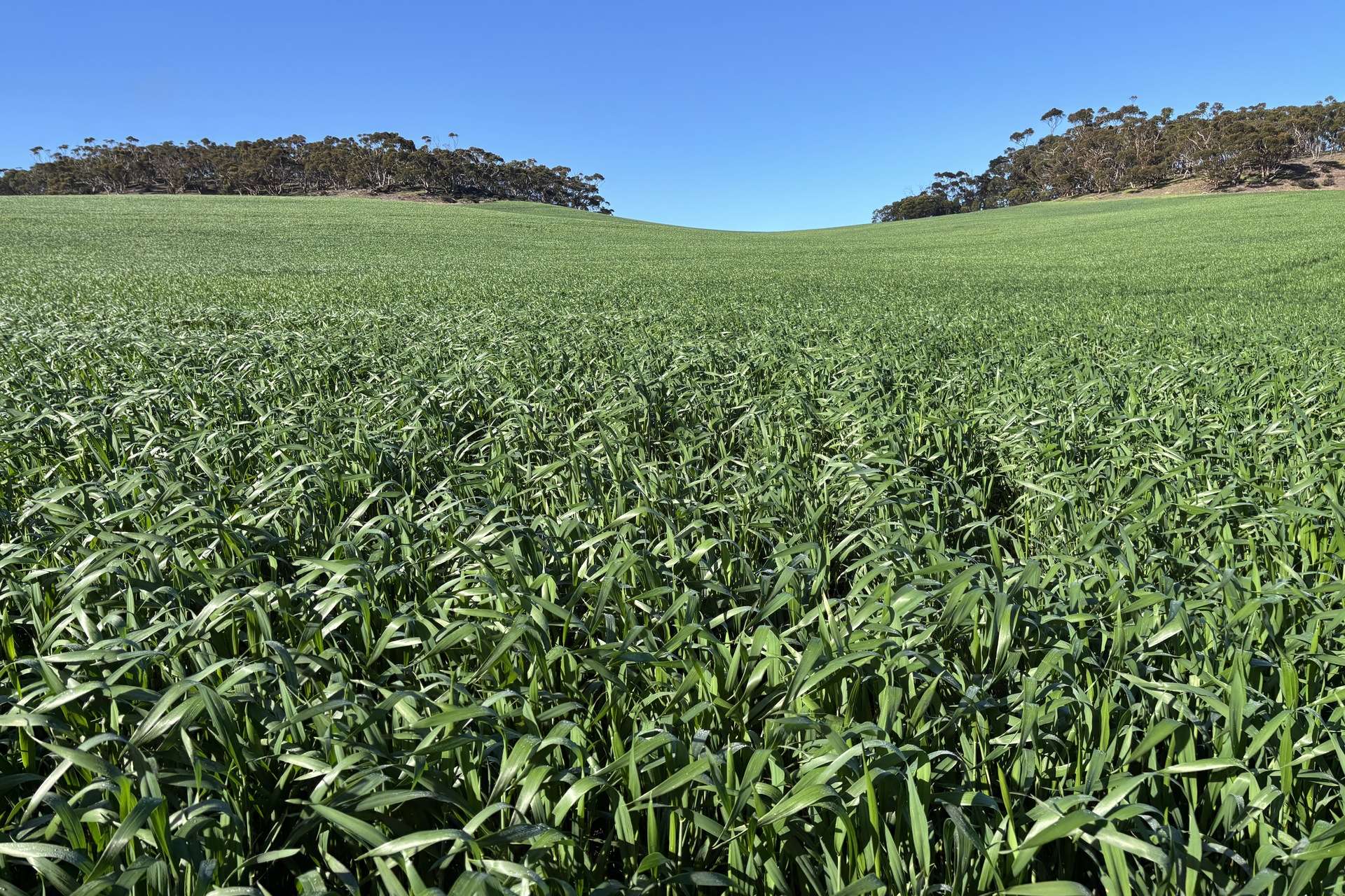 778 Pillaworta Road, Koppio For Sale by Farmbuy.com - image 4