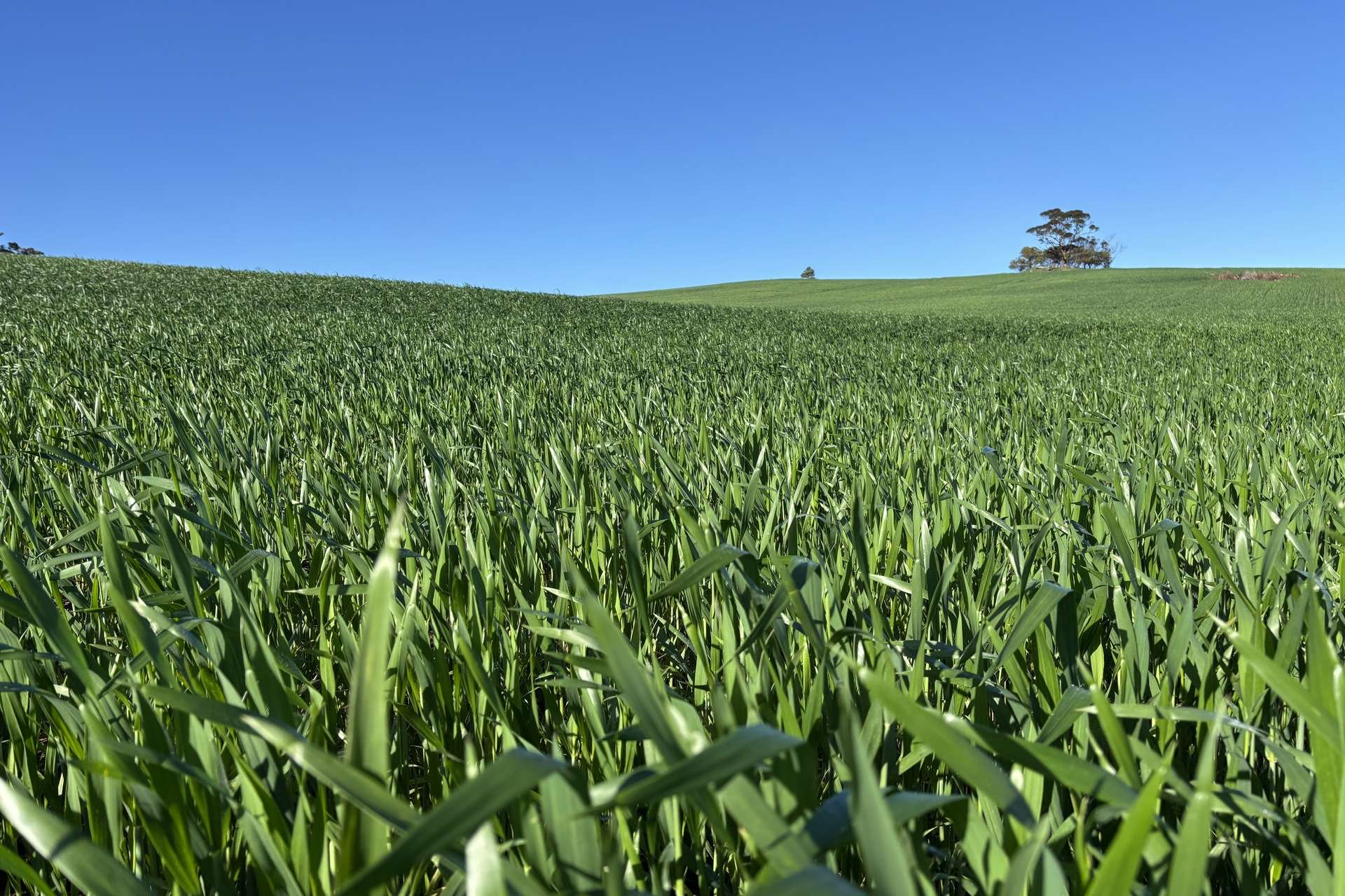778 Pillaworta Road, Koppio For Sale by Farmbuy.com - image 29
