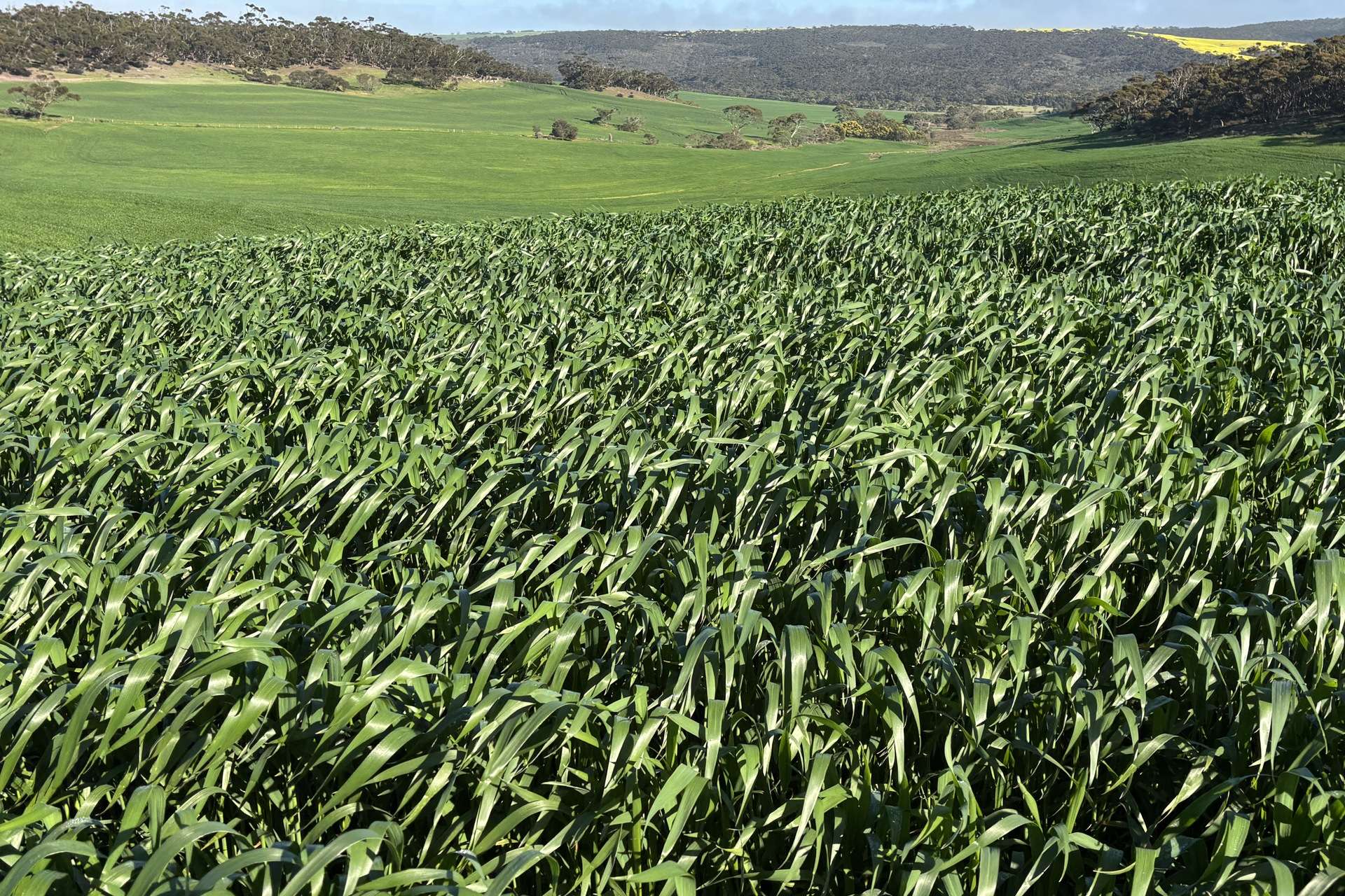 778 Pillaworta Road, Koppio For Sale by Farmbuy.com - image 30