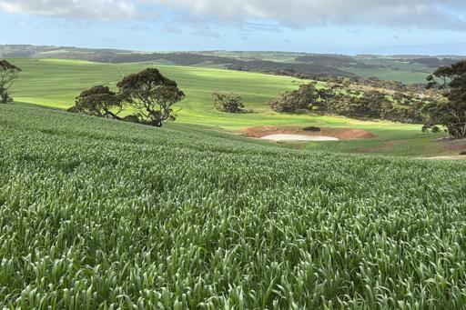 Farm For Sale - SA - Koppio - 5607 - KOOKABURRA GULLY - Drought Proofer 