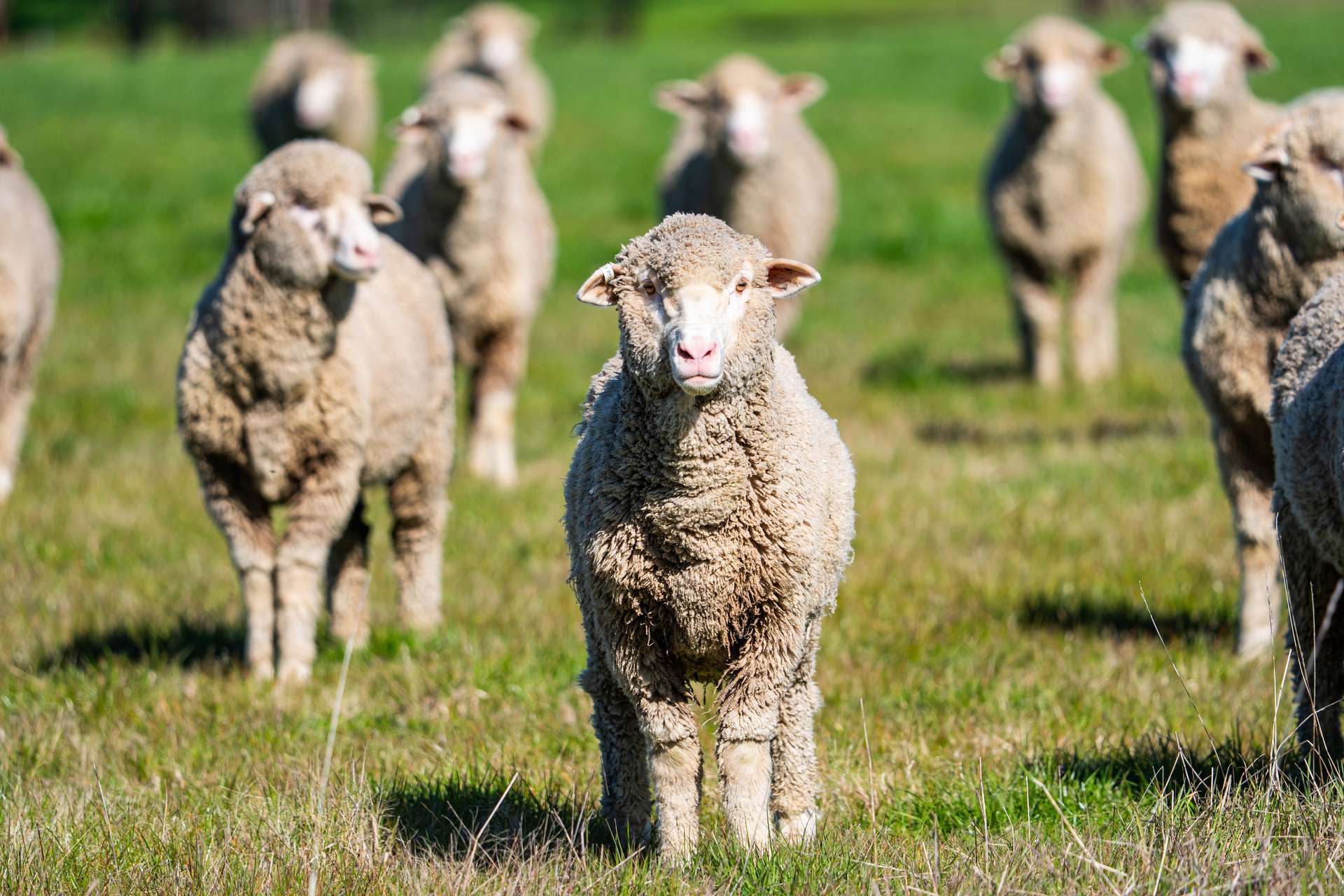 312 Merri Meric Road, Henty For Sale by Farmbuy.com - image 16
