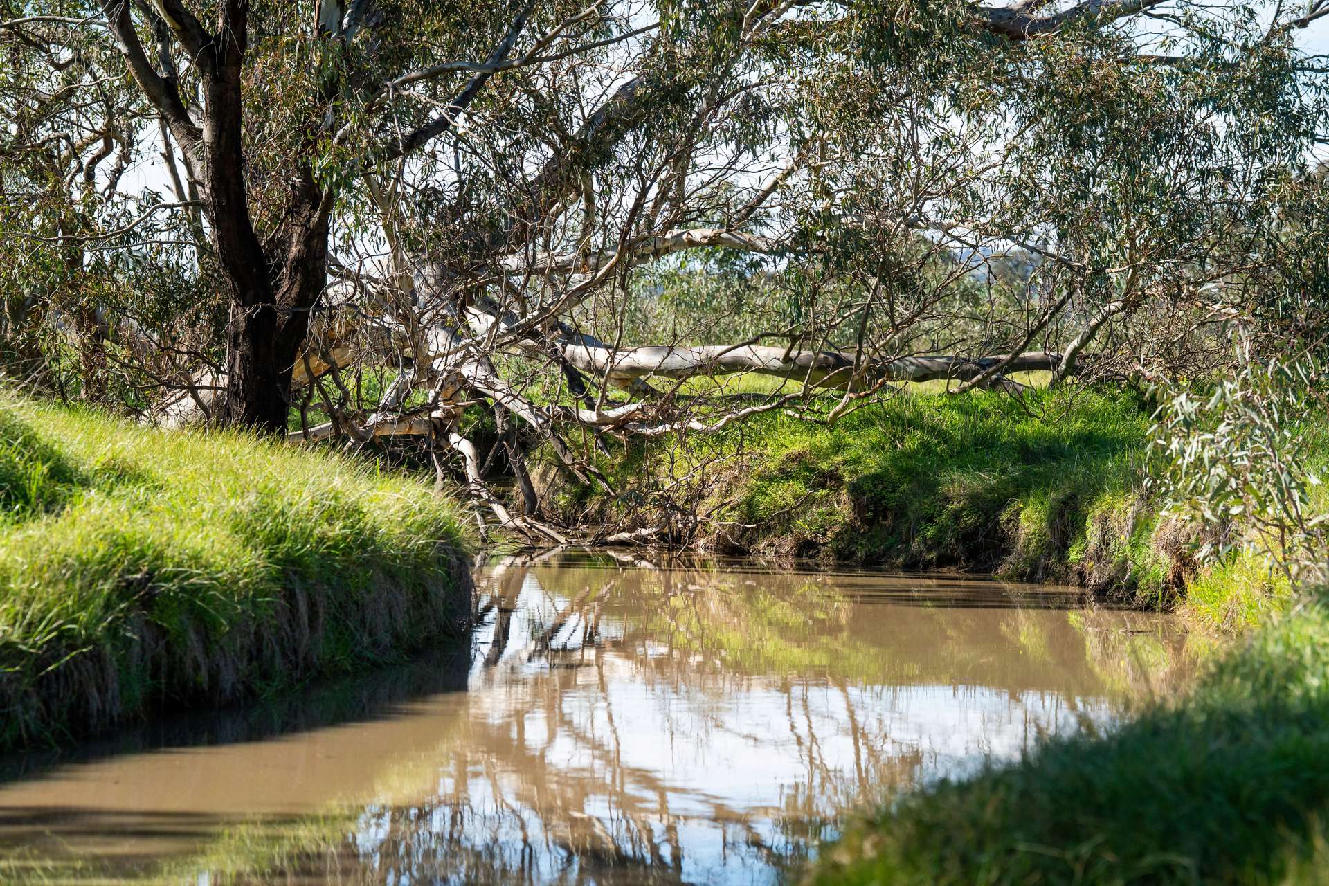 312 Merri Meric Road, Henty For Sale by Farmbuy.com - image 14