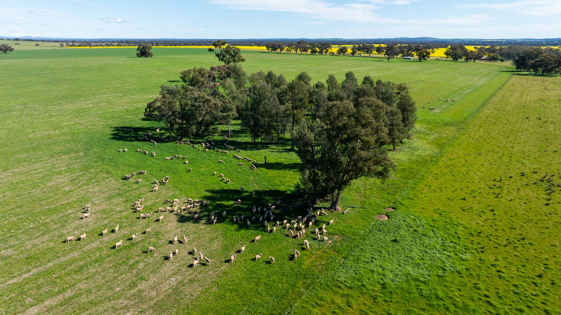 312 Merri Meric Road, Henty For Sale by Farmbuy.com - image 17