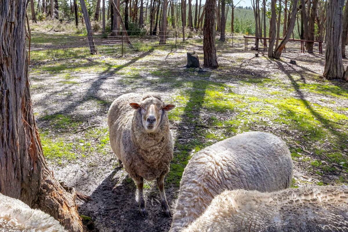 2334 Glenelg Highway, Scarsdale For Sale by Farmbuy.com - image 22