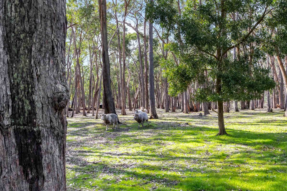 2334 Glenelg Highway, Scarsdale For Sale by Farmbuy.com - image 23