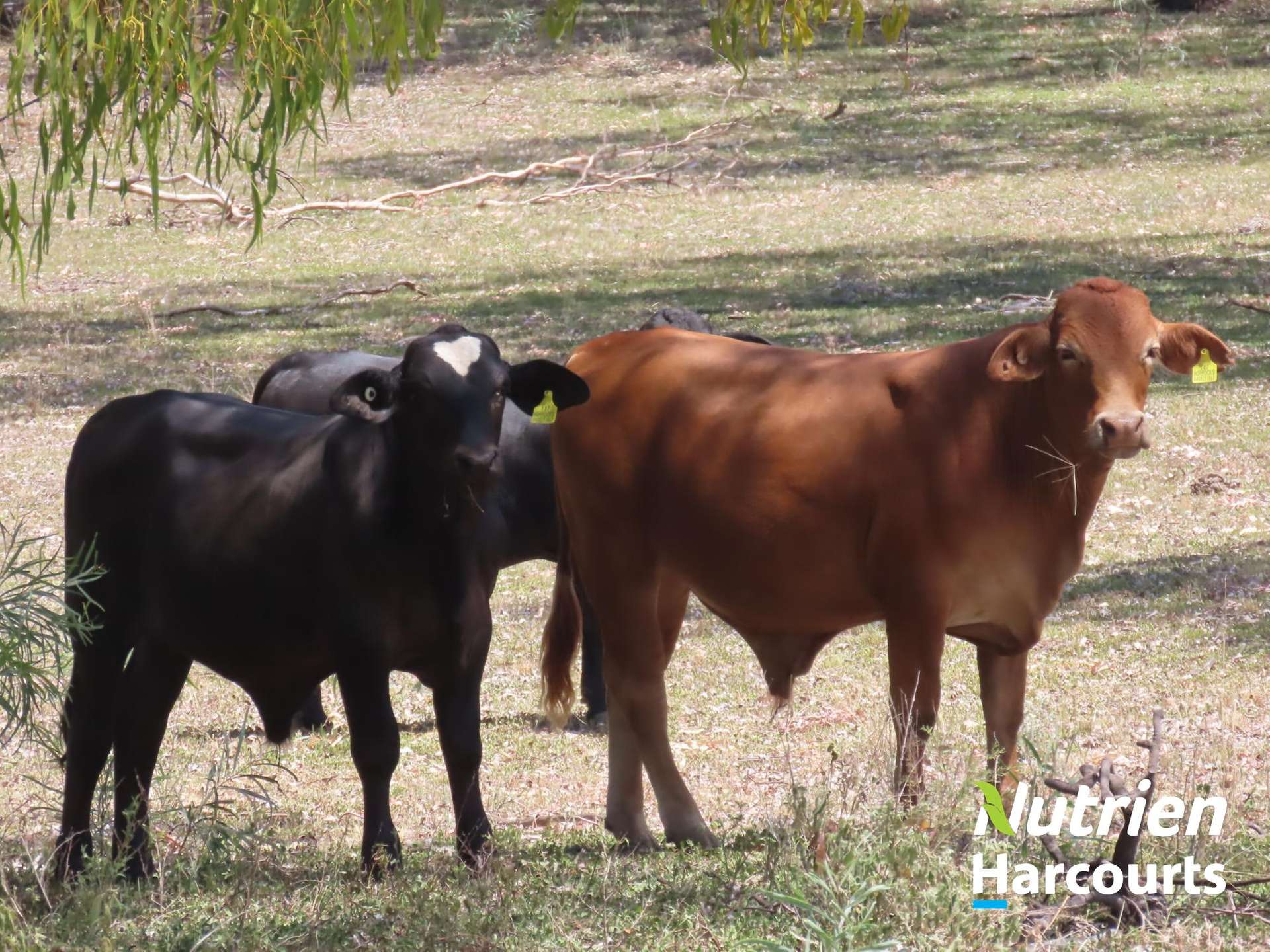 Hillcrest Mullers Road, Chinchilla For Sale by Farmbuy.com - image 33