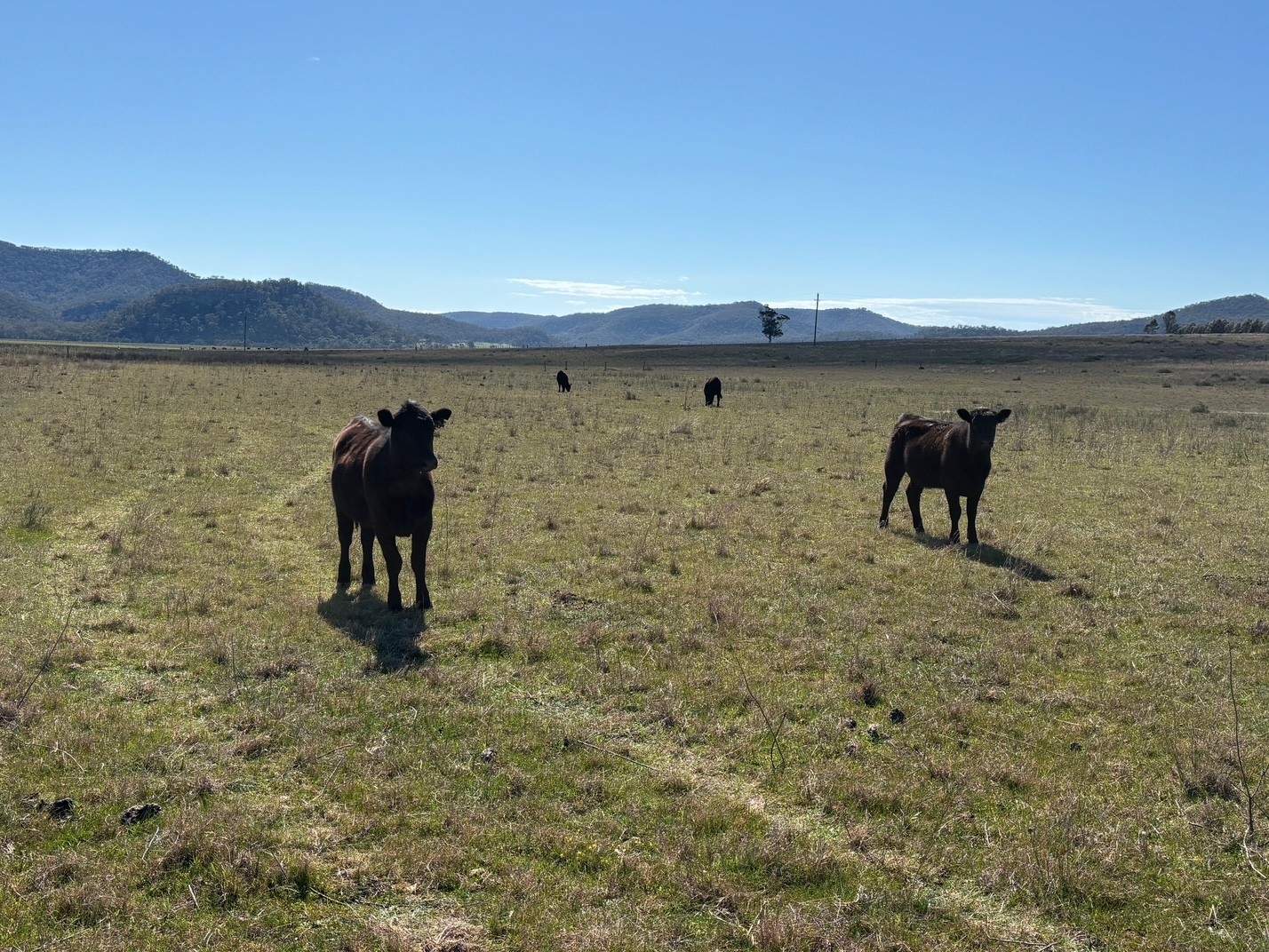 560 Mt Dangar Road, Baerami For Sale by Farmbuy.com - image 17