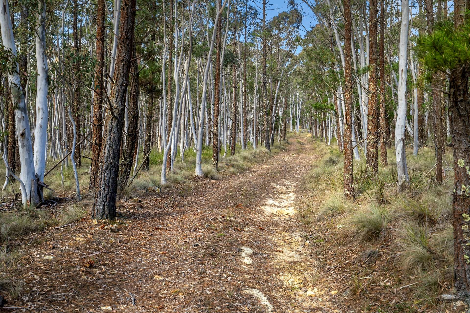 378 Carrick Road, Carrick For Sale by Farmbuy.com - image 11