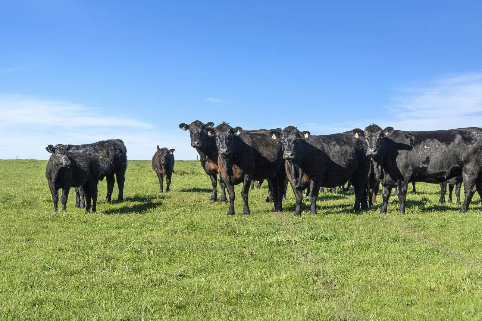 Nine Mile Creek Road, Koroit Auction by Farmbuy.com - image 3