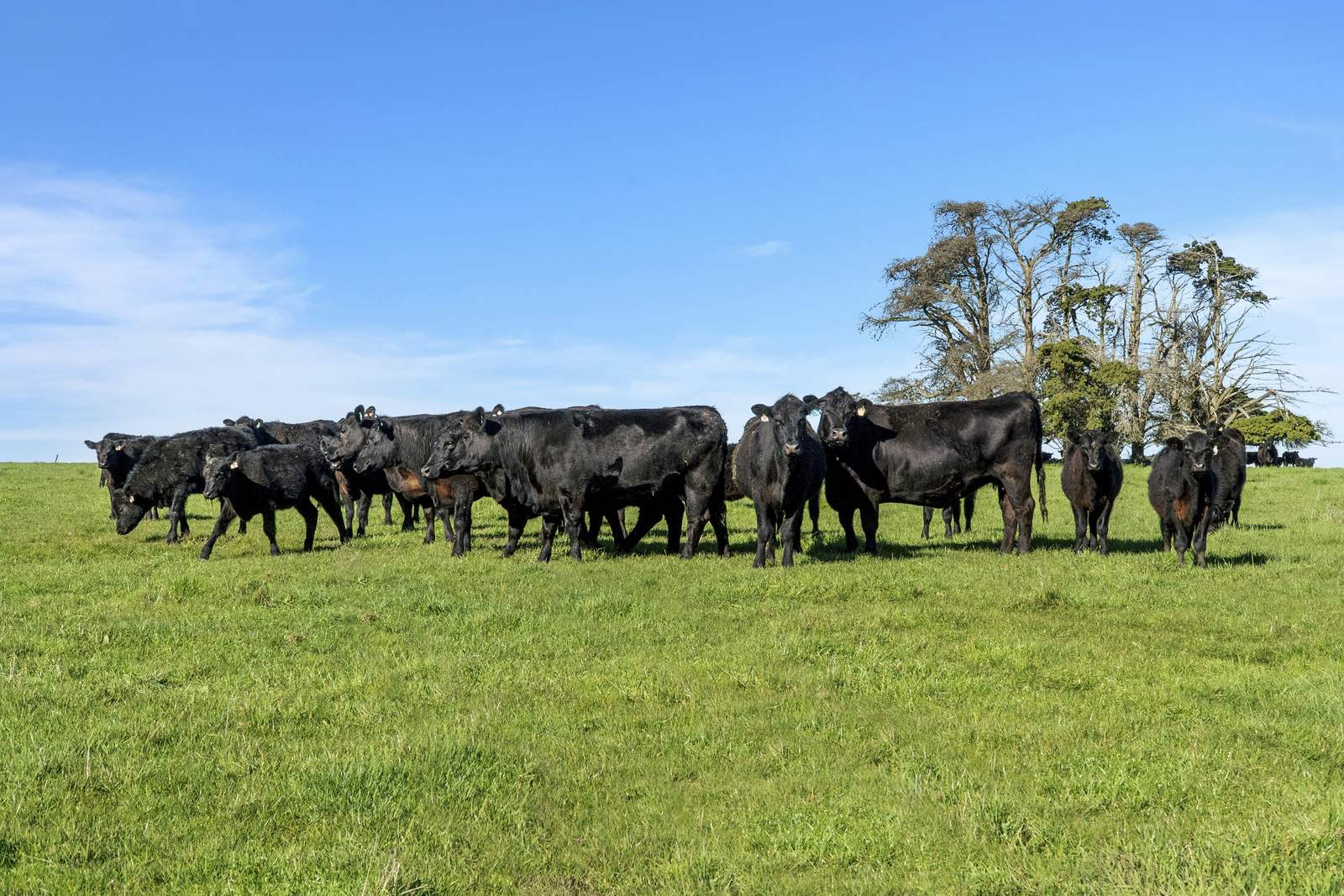 Nine Mile Creek Road, Koroit Auction by Farmbuy.com - image 4