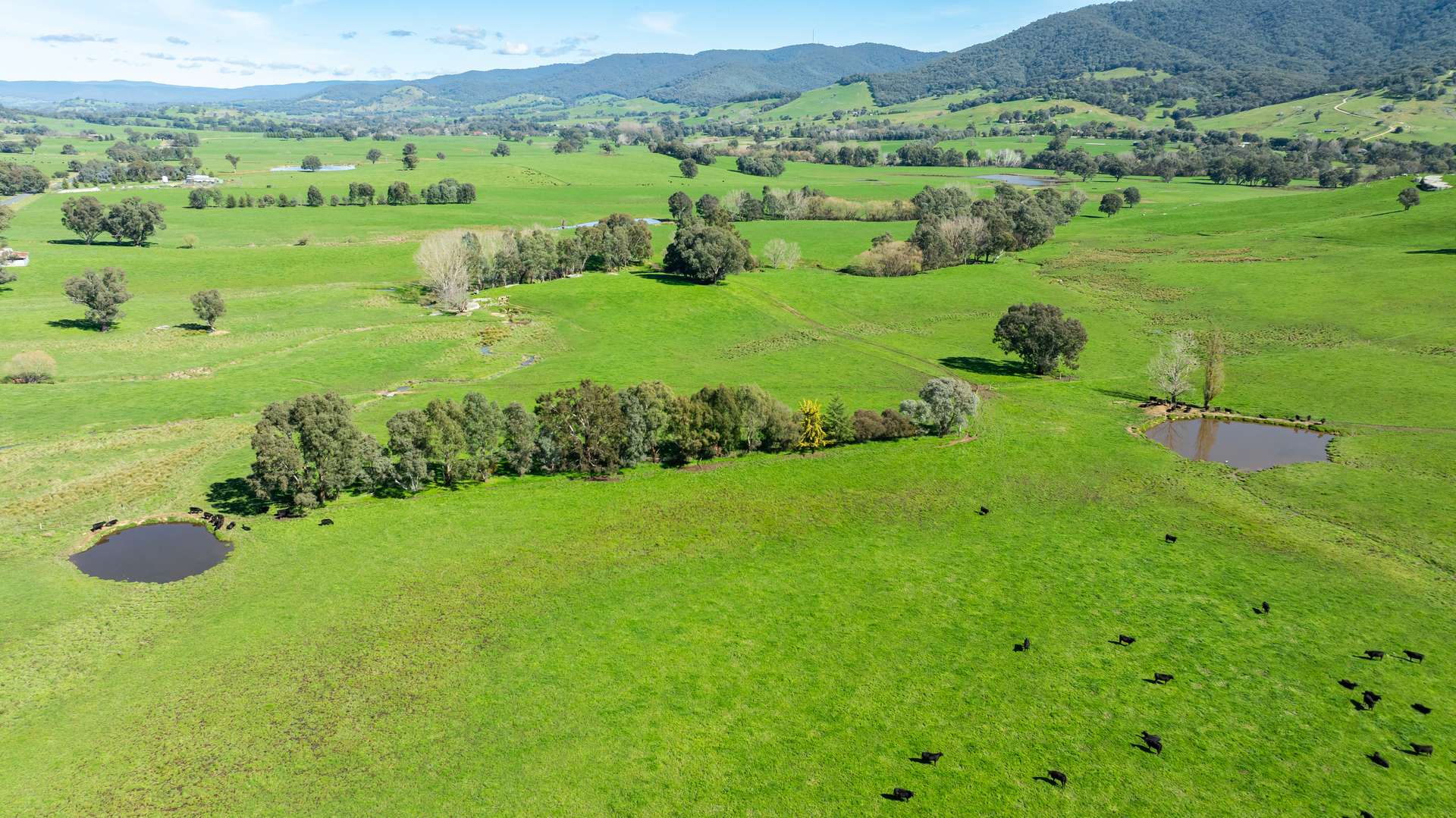 355 Lindsay Road, Staghorn Flat For Sale by Farmbuy.com - image 8