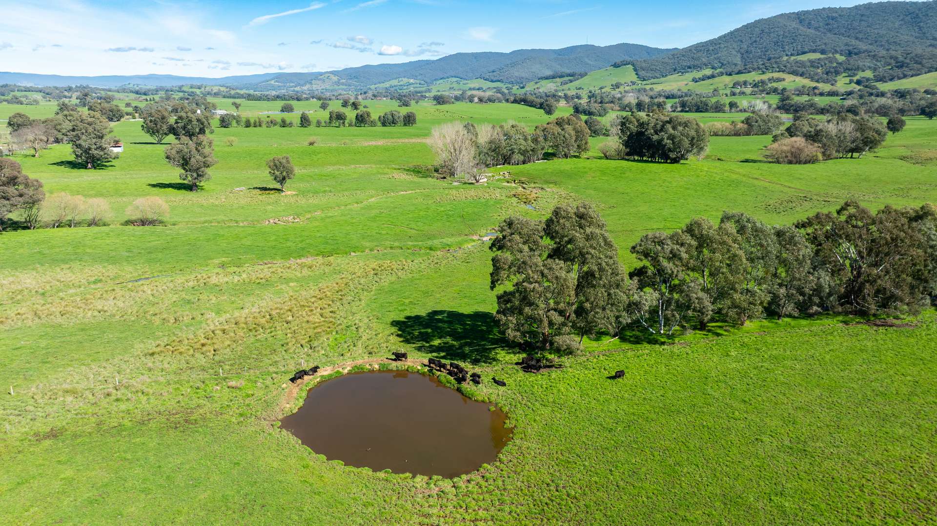 355 Lindsay Road, Staghorn Flat For Sale by Farmbuy.com - image 10