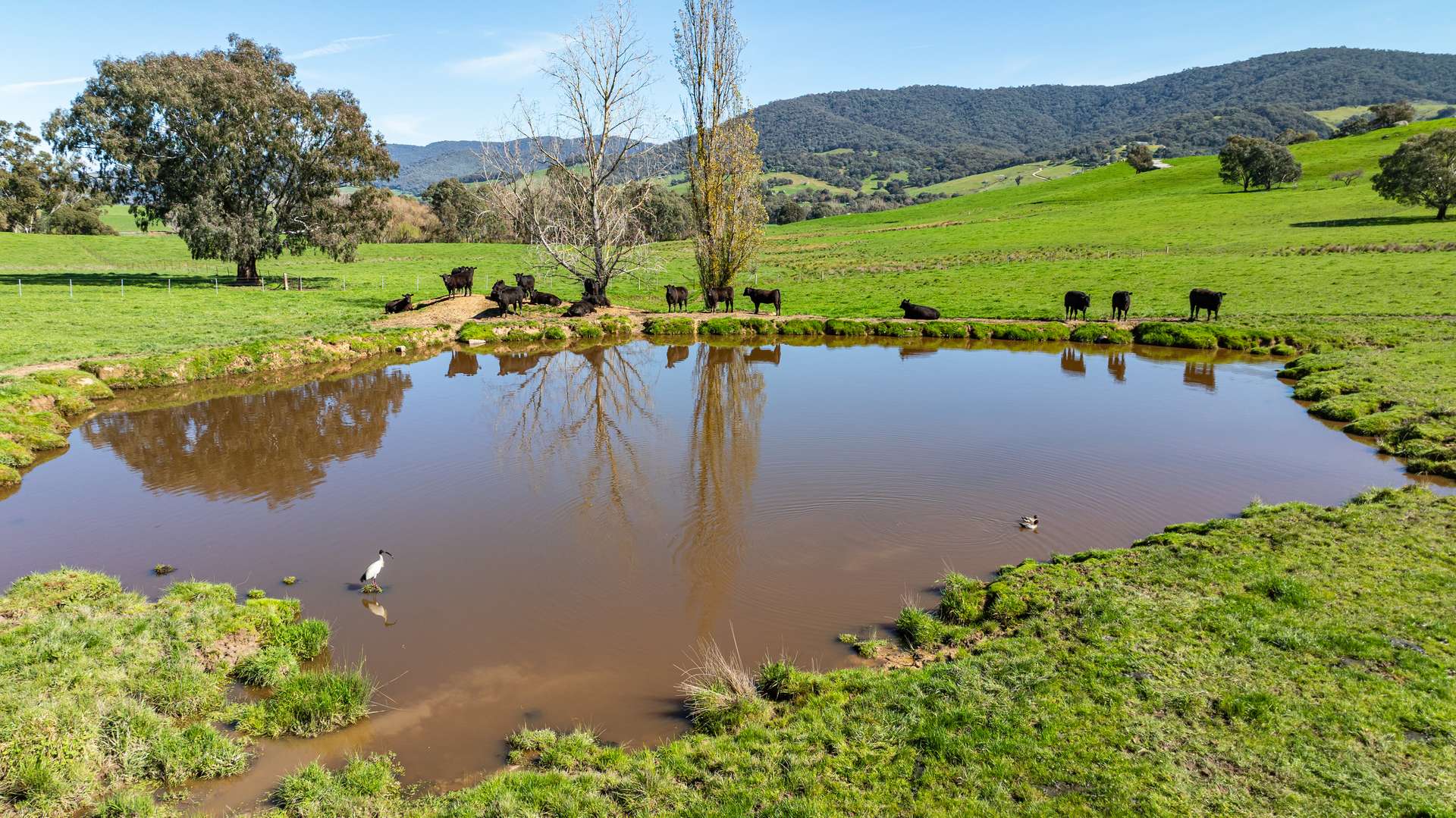 355 Lindsay Road, Staghorn Flat For Sale by Farmbuy.com - image 11