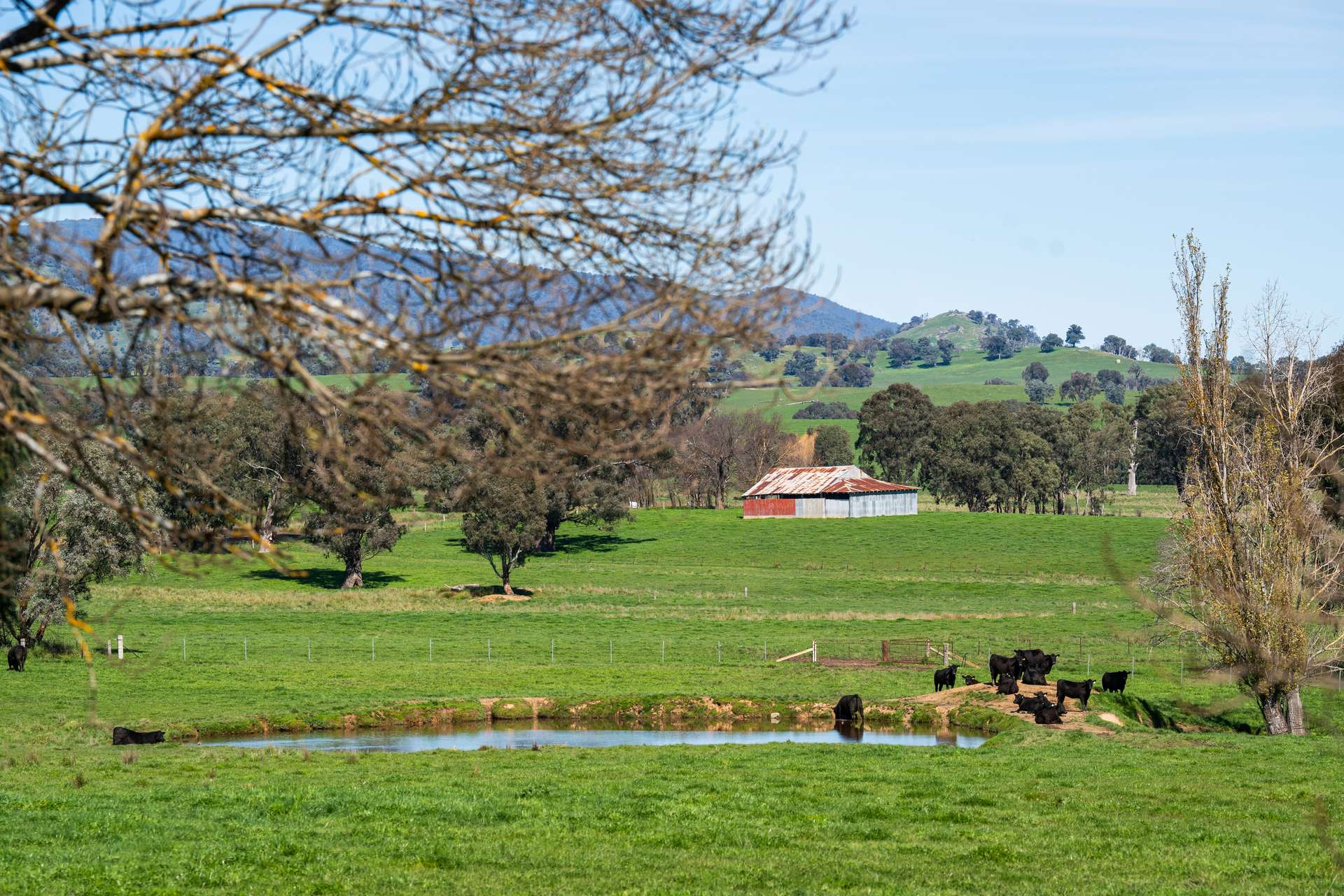 355 Lindsay Road, Staghorn Flat For Sale by Farmbuy.com - image 29