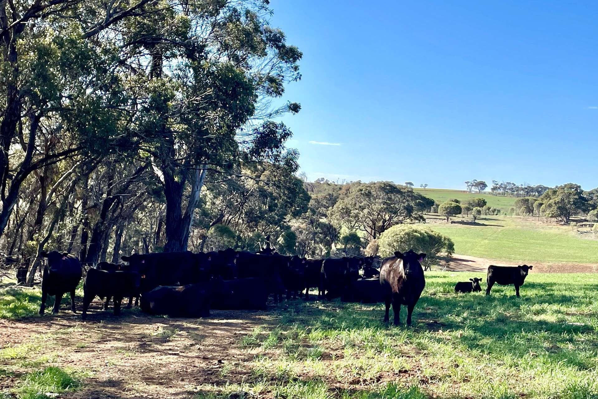 1 Yungermere Road, Gnowellen For Sale by Farmbuy.com - image 15