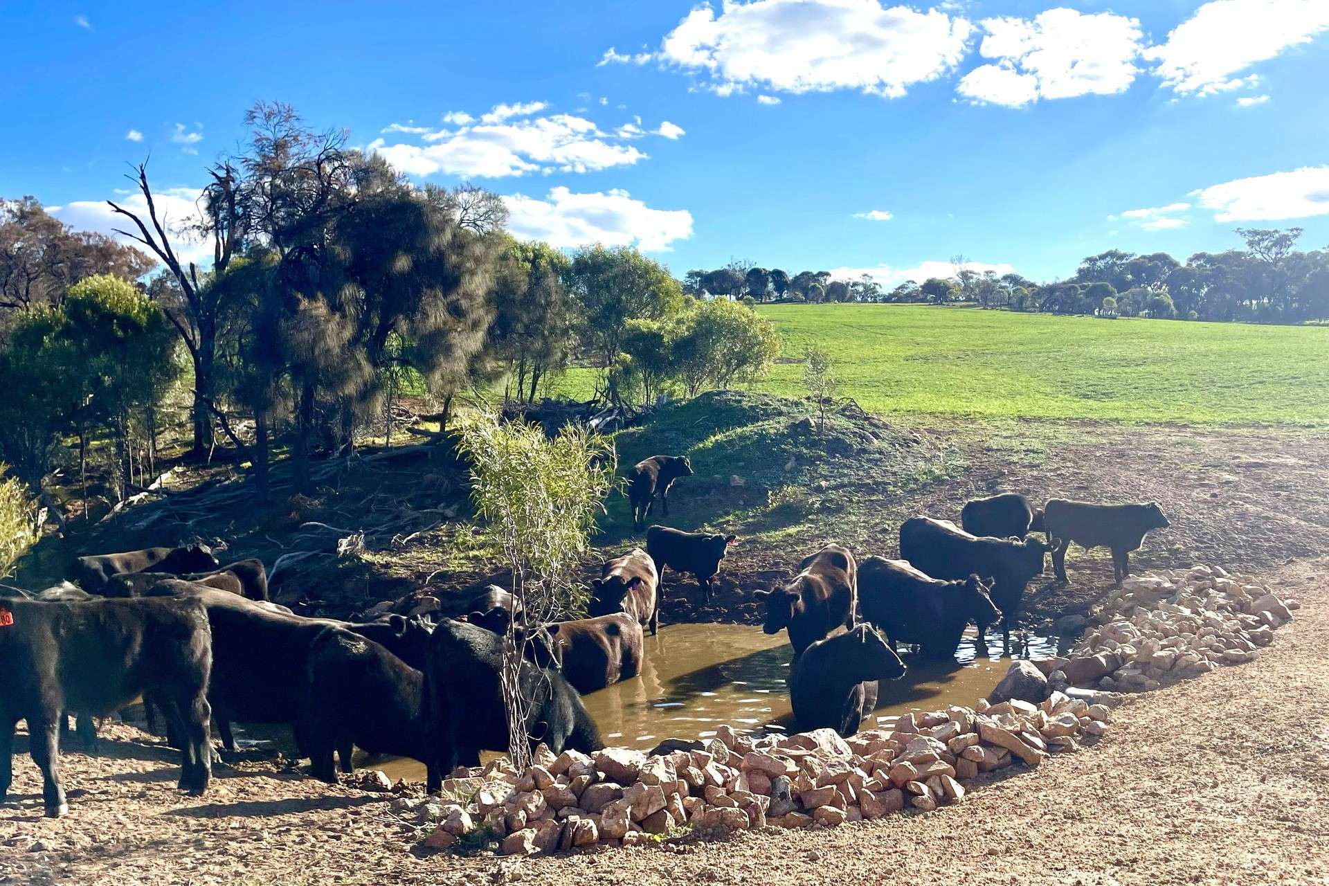 1 Yungermere Road, Gnowellen For Sale by Farmbuy.com - image 20