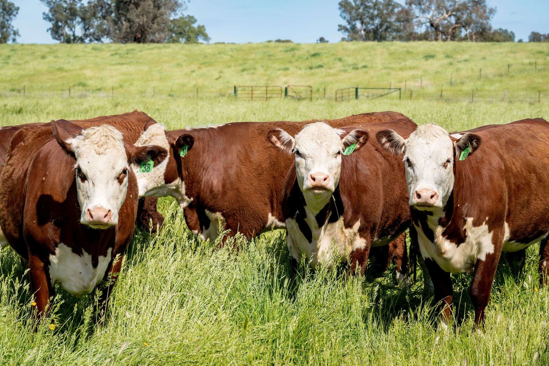 3223 Riverina Highway, Bungowannah For Sale by Farmbuy.com - image 14