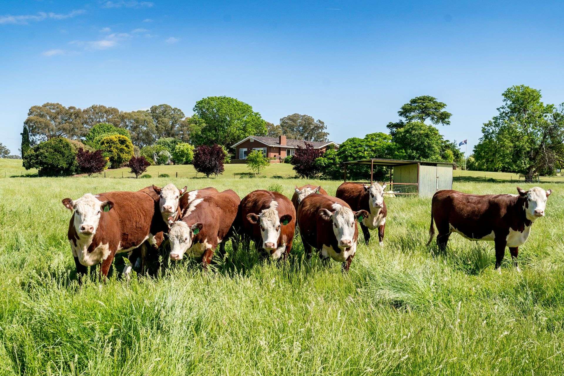 3223 Riverina Highway, Bungowannah For Sale by Farmbuy.com - image 19