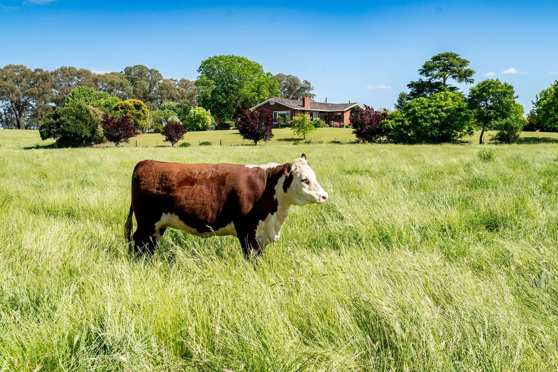 3223 Riverina Highway, Bungowannah For Sale by Farmbuy.com - image 21