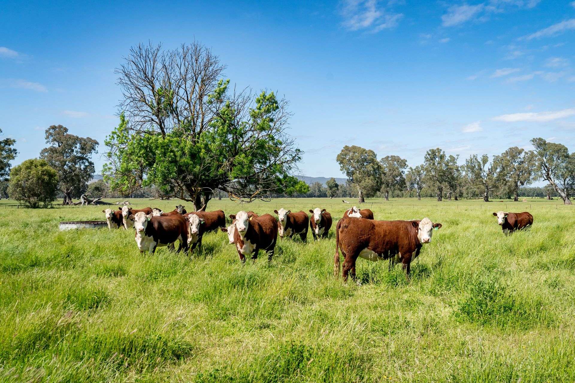 3223 Riverina Highway, Bungowannah For Sale by Farmbuy.com - image 18