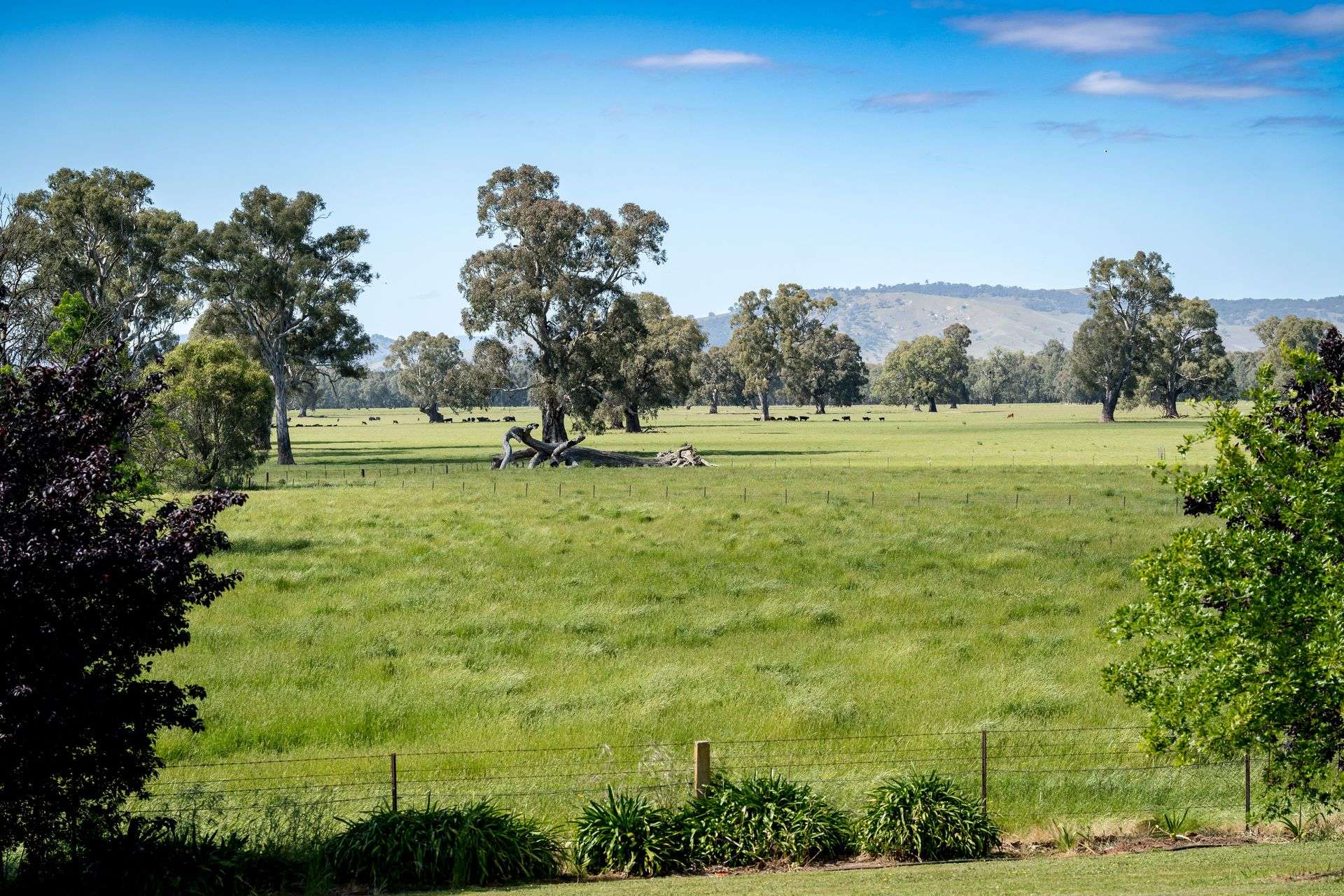 3223 Riverina Highway, Bungowannah For Sale by Farmbuy.com - image 15