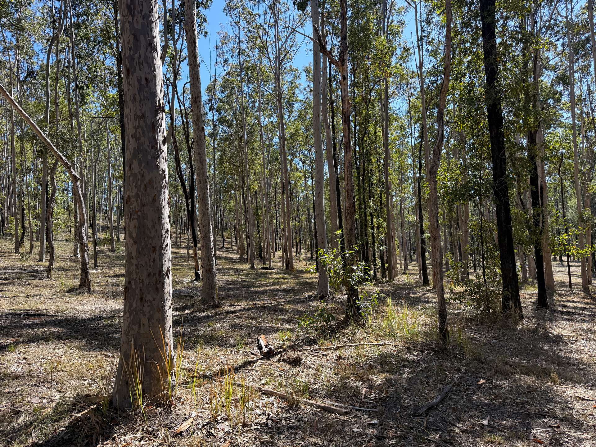 248 Laytons Range Road, Nymboida For Sale by Farmbuy.com - image 7
