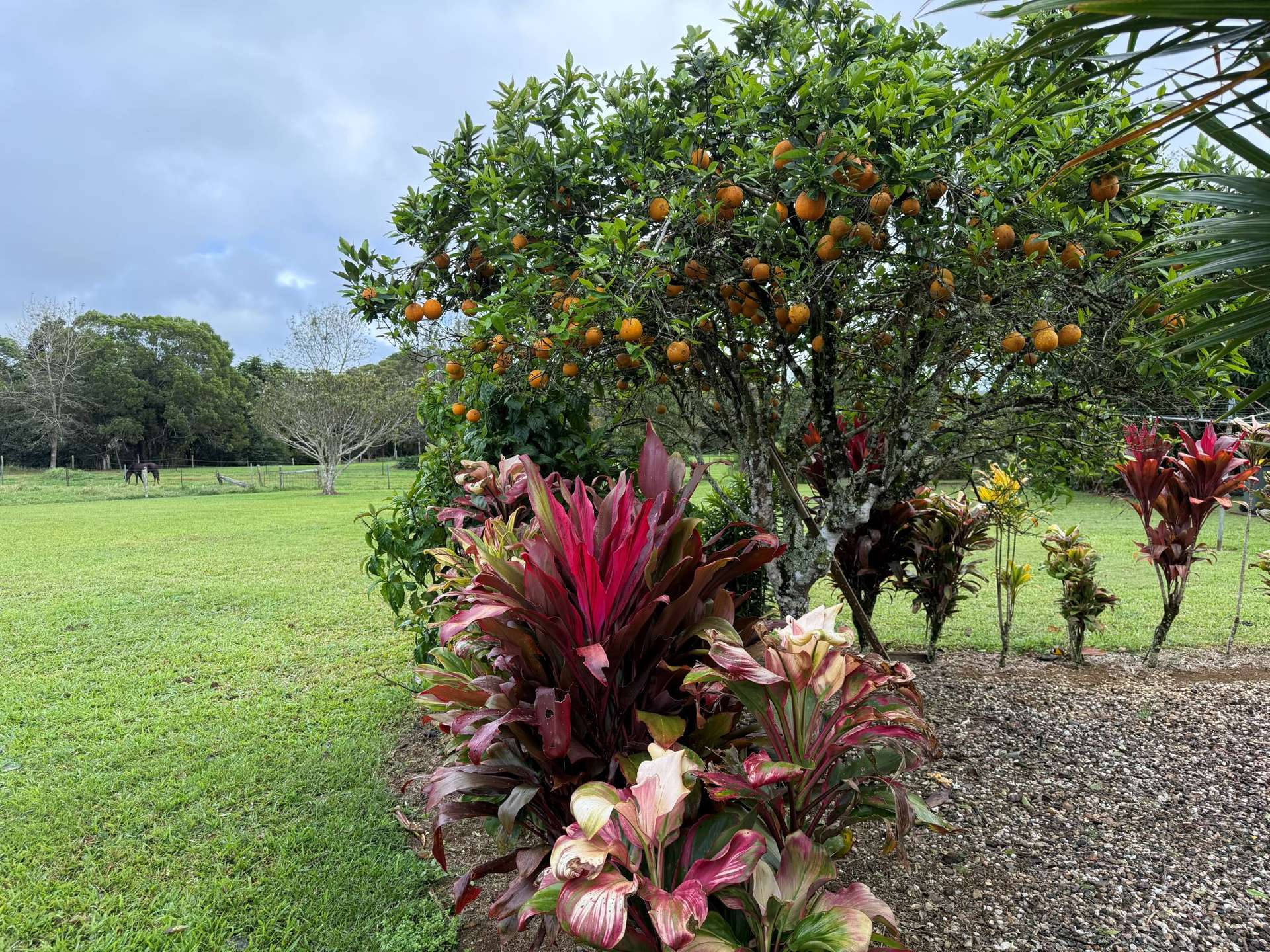 14 Croft Road, Malanda For Sale by Farmbuy.com - image 12