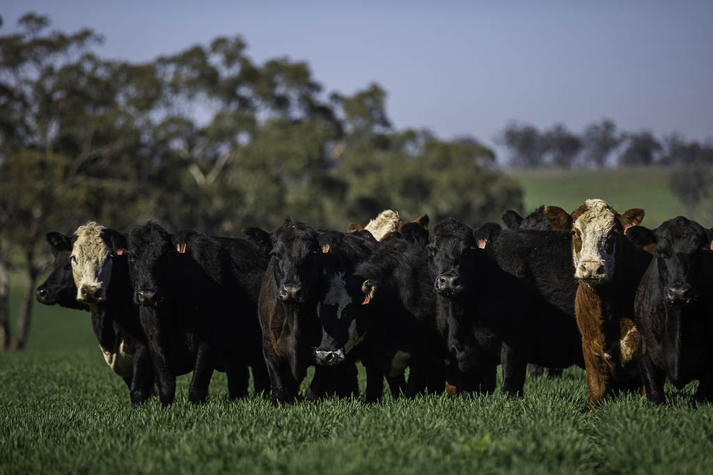 7128 Golden Highway, Merriwa NSW 2329