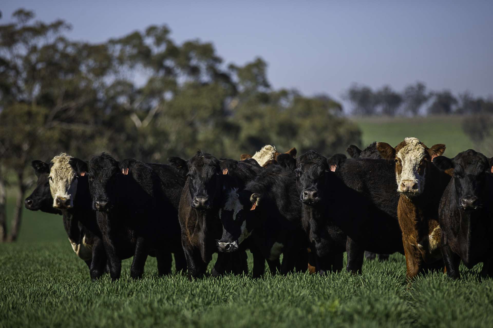 7128 Golden Highway, Merriwa For Sale by Farmbuy.com - image 1