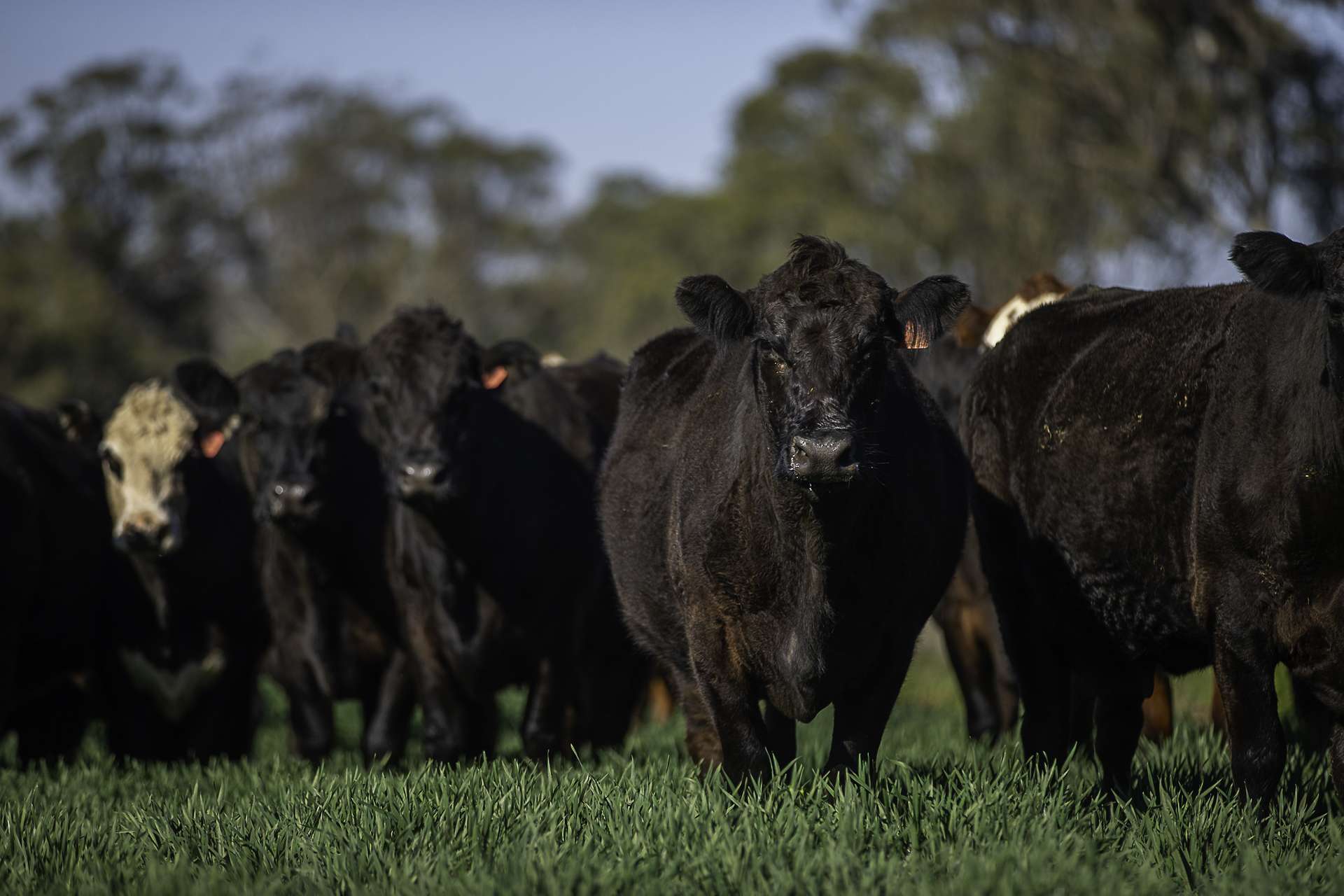 7128 Golden Highway, Merriwa For Sale by Farmbuy.com - image 35
