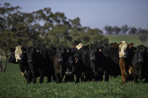 7128 Golden Highway, Merriwa NSW 2329