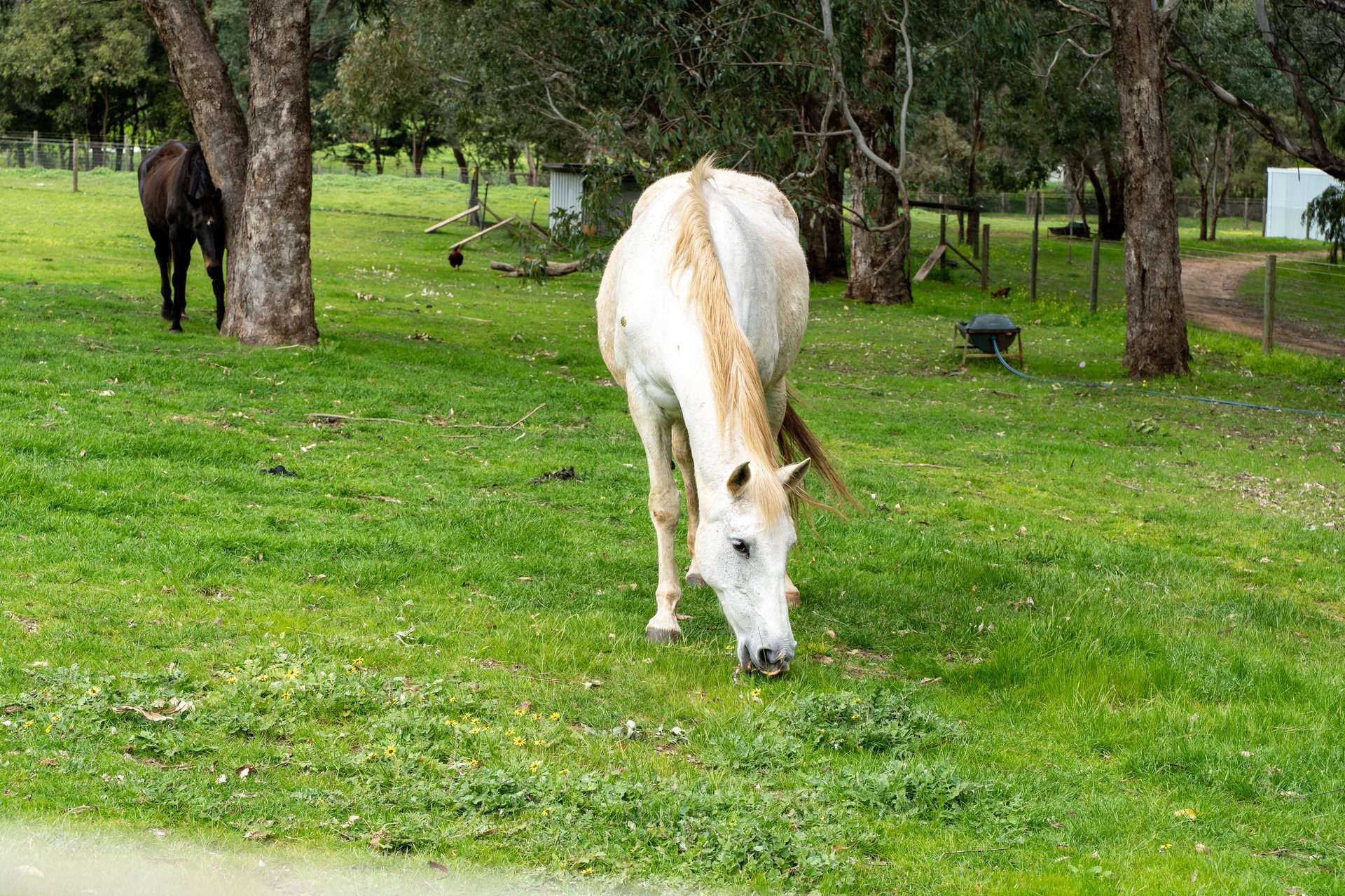 Bullsbrook For Sale by Farmbuy.com - image 33