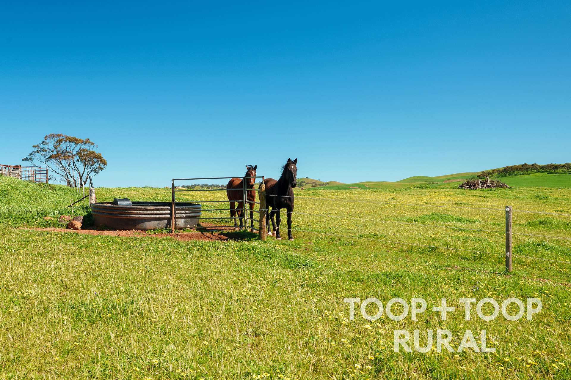965 Eudunda Road, Dutton For Sale by Farmbuy.com - image 3