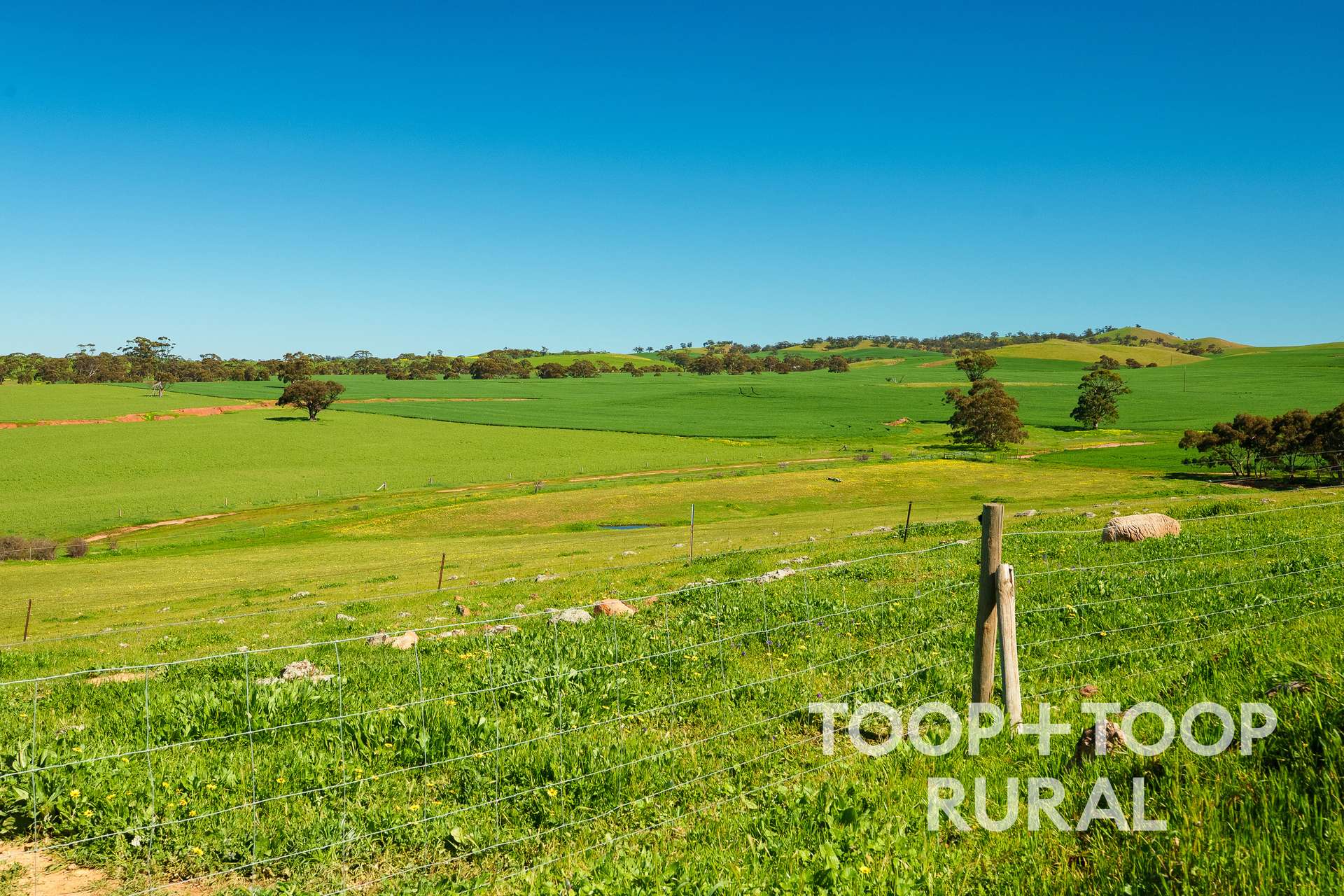 965 Eudunda Road, Dutton For Sale by Farmbuy.com - image 7