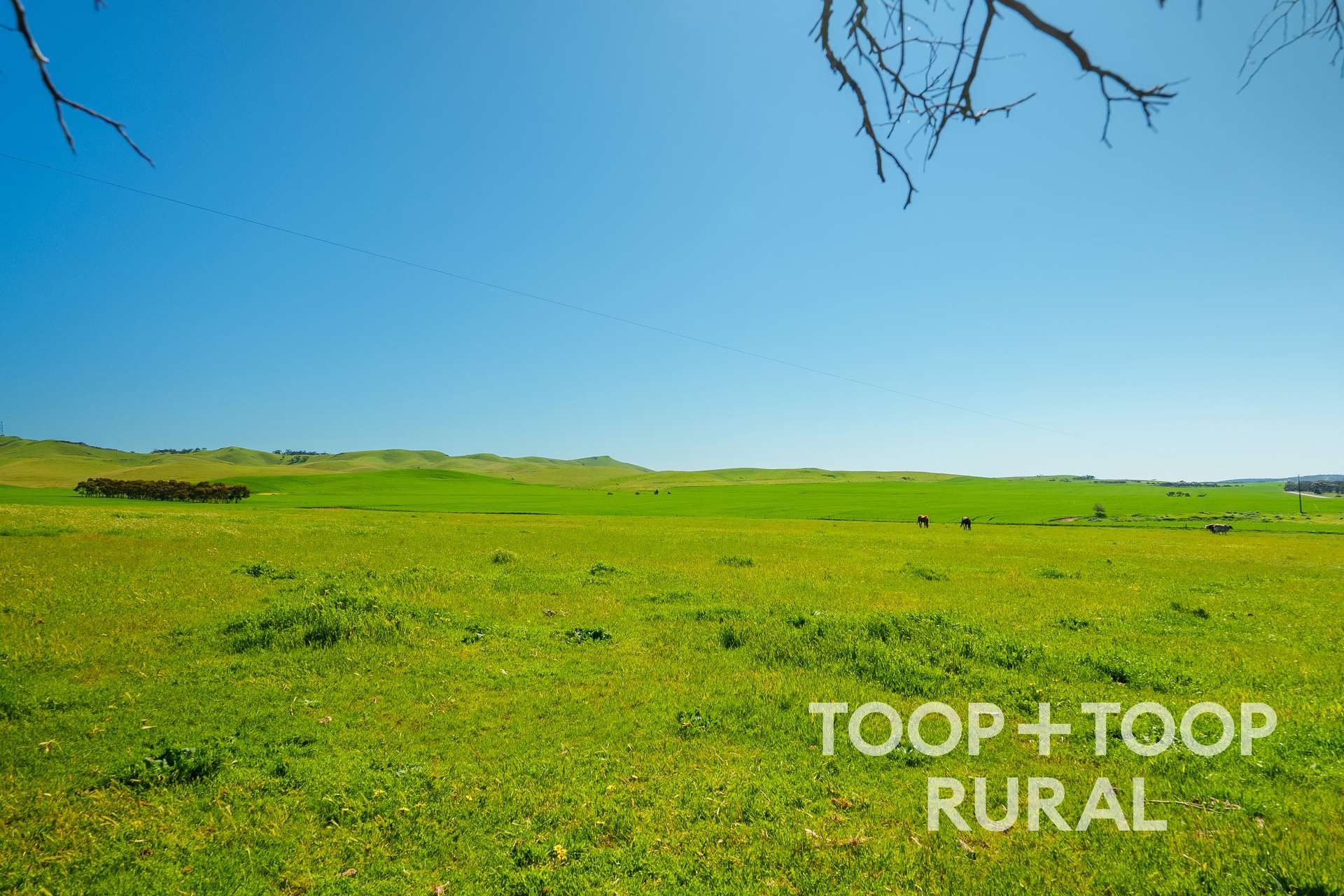 965 Eudunda Road, Dutton For Sale by Farmbuy.com - image 12