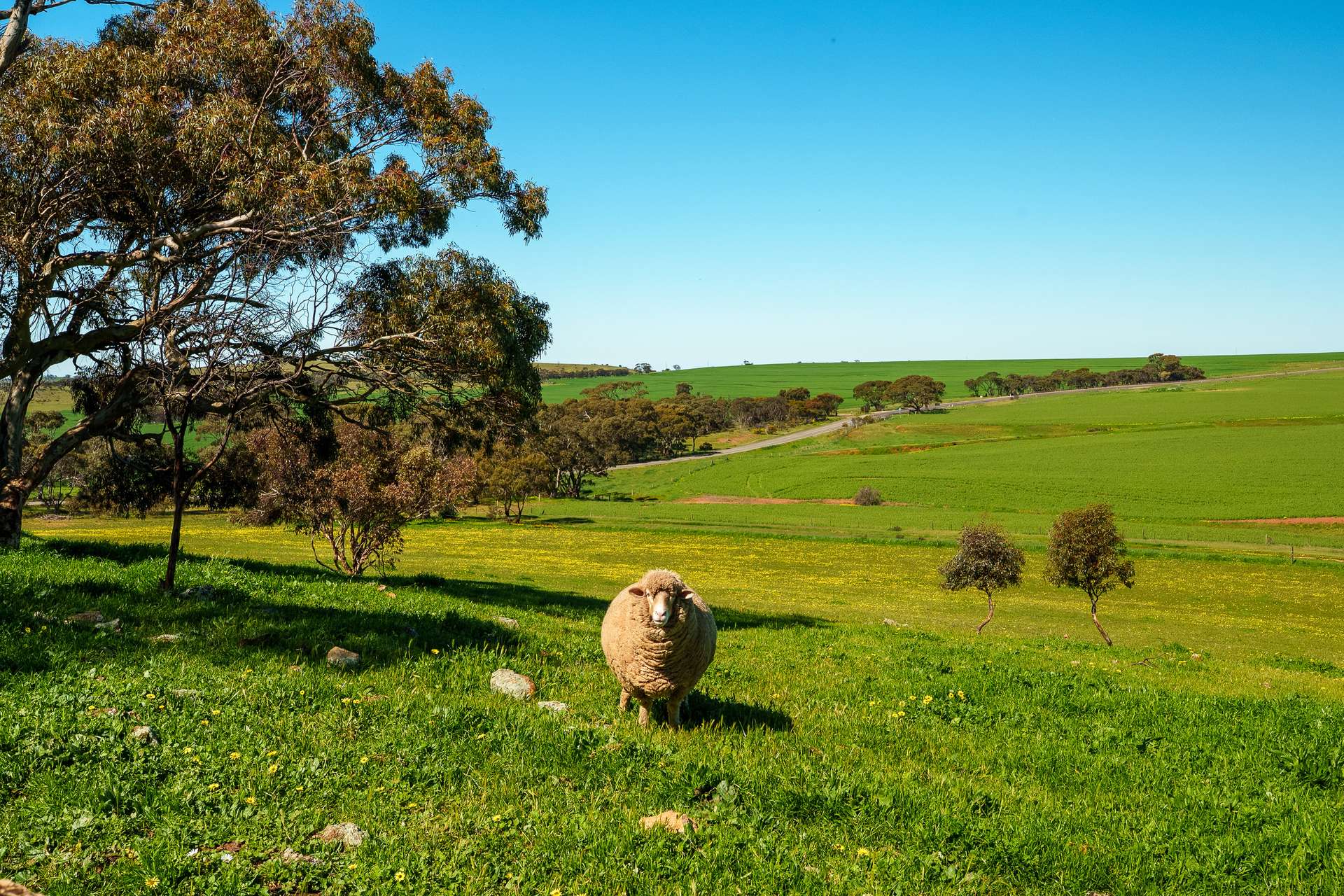 965 Eudunda Road, Dutton For Sale by Farmbuy.com - image 4