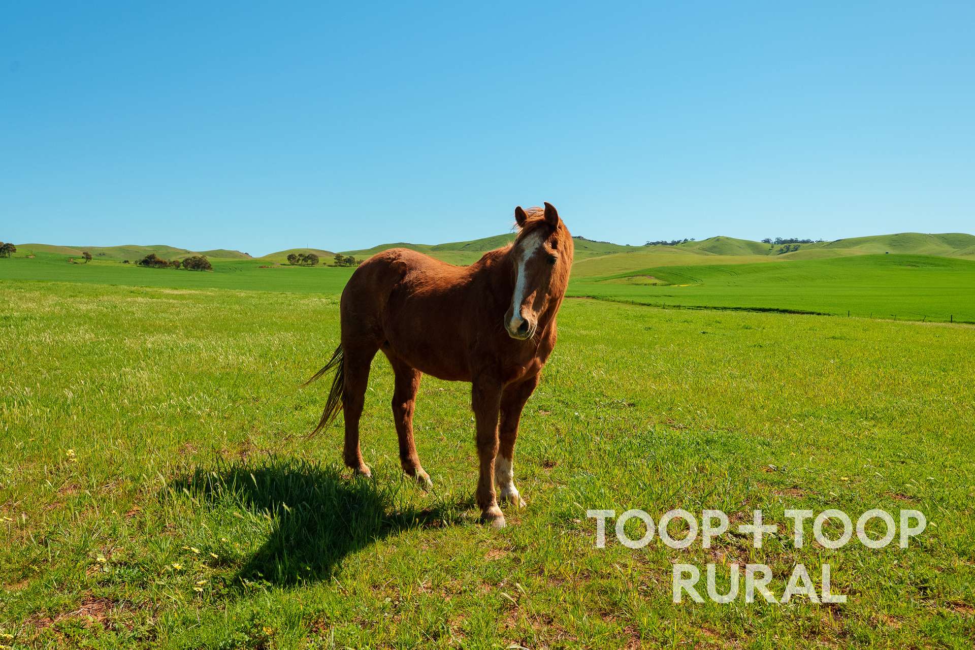 965 Eudunda Road, Dutton For Sale by Farmbuy.com - image 13