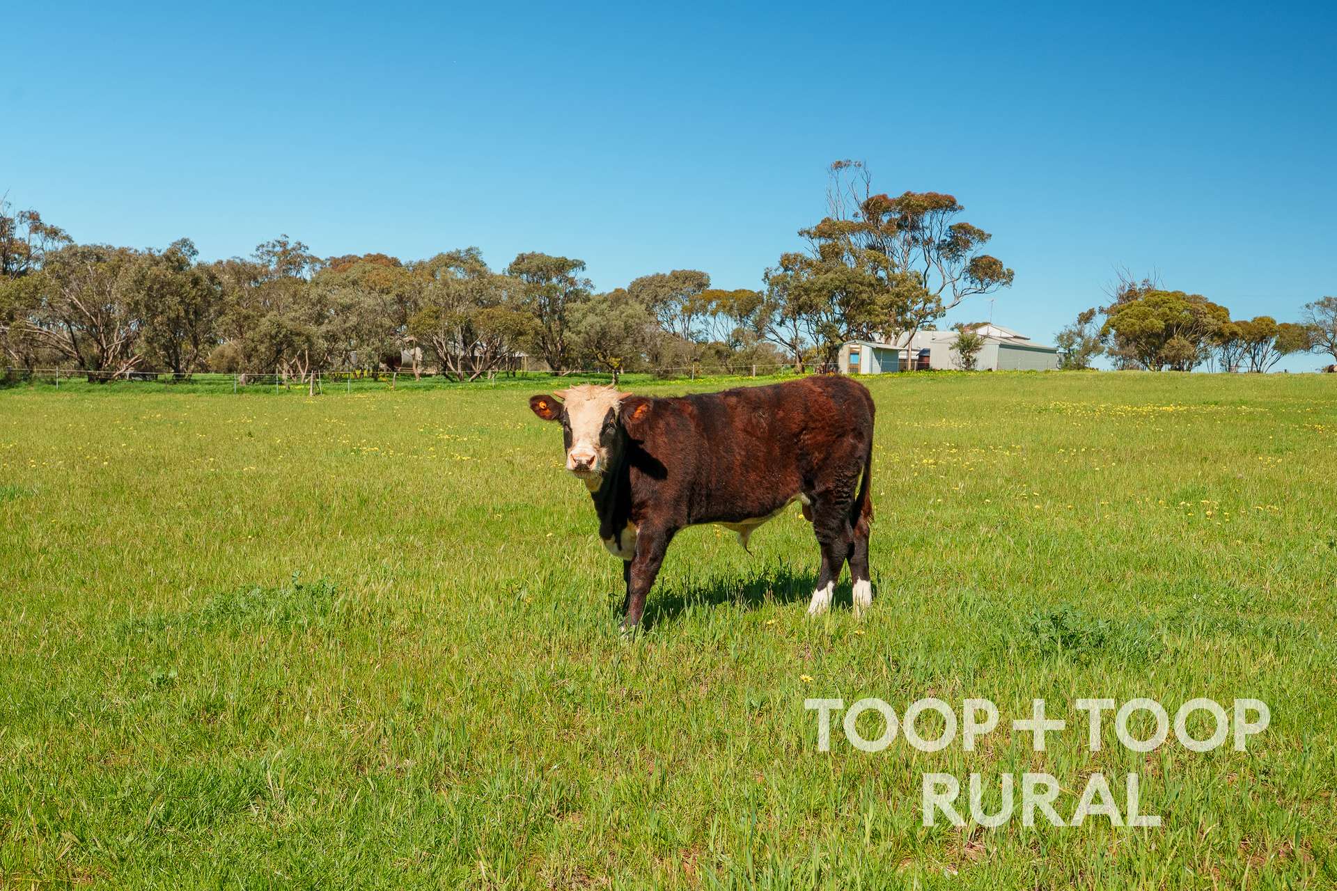 965 Eudunda Road, Dutton For Sale by Farmbuy.com - image 14