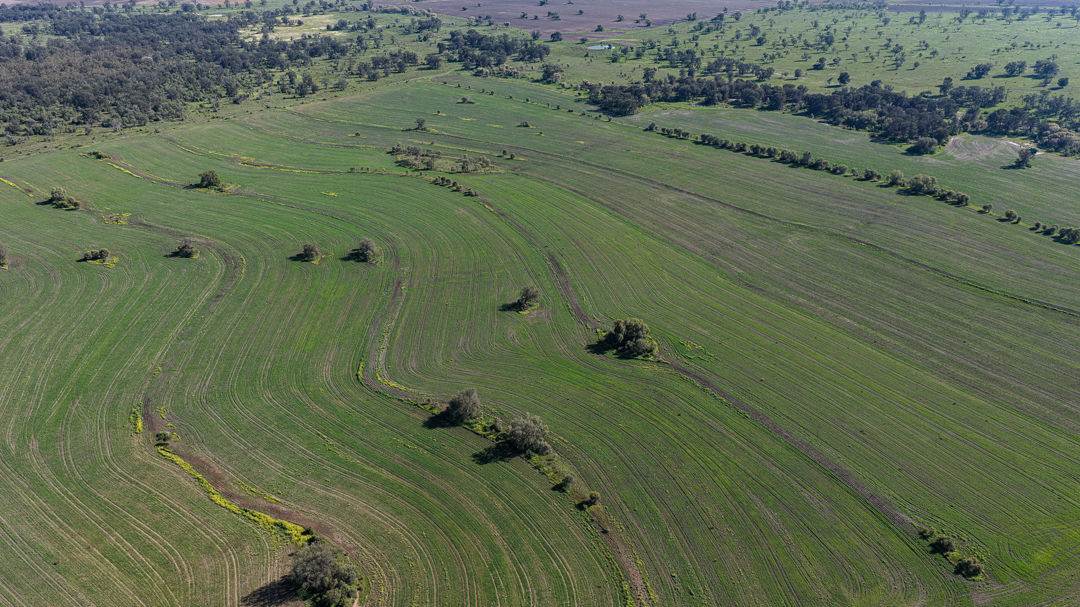 Gurley For Sale by Farmbuy.com - image 9