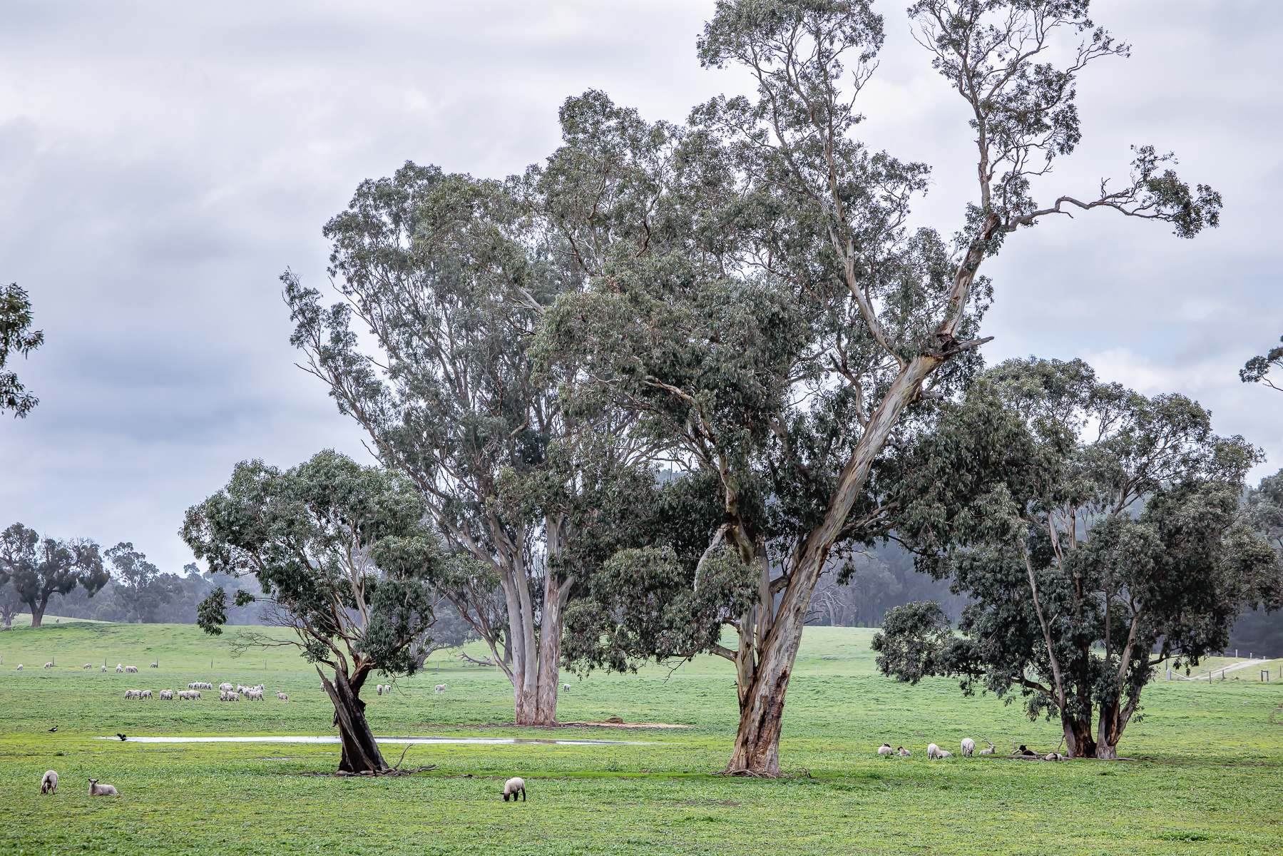 3373 Naracoorte Road, Western Flat For Sale by Farmbuy.com - image 6