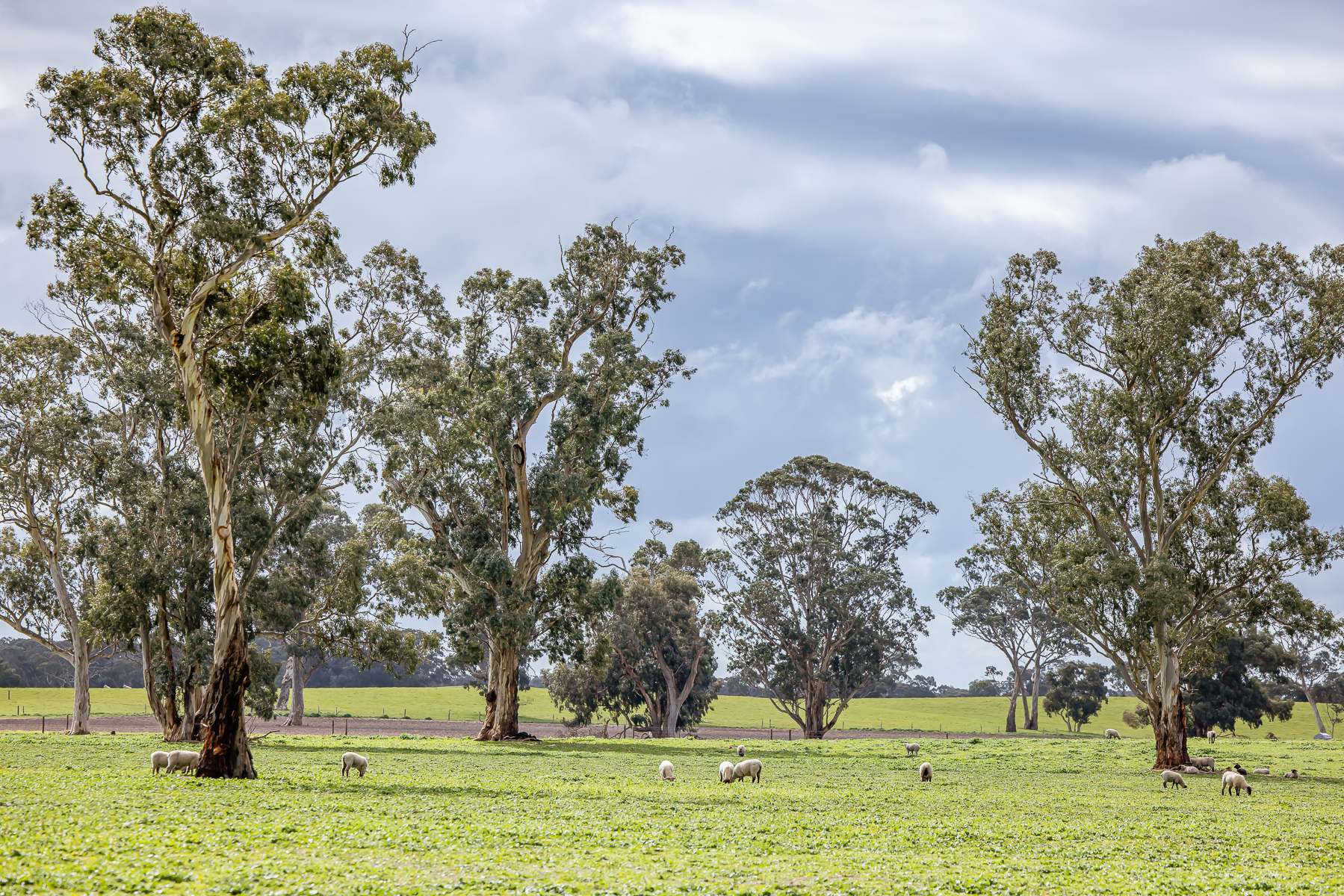 3373 Naracoorte Road, Western Flat For Sale by Farmbuy.com - image 8