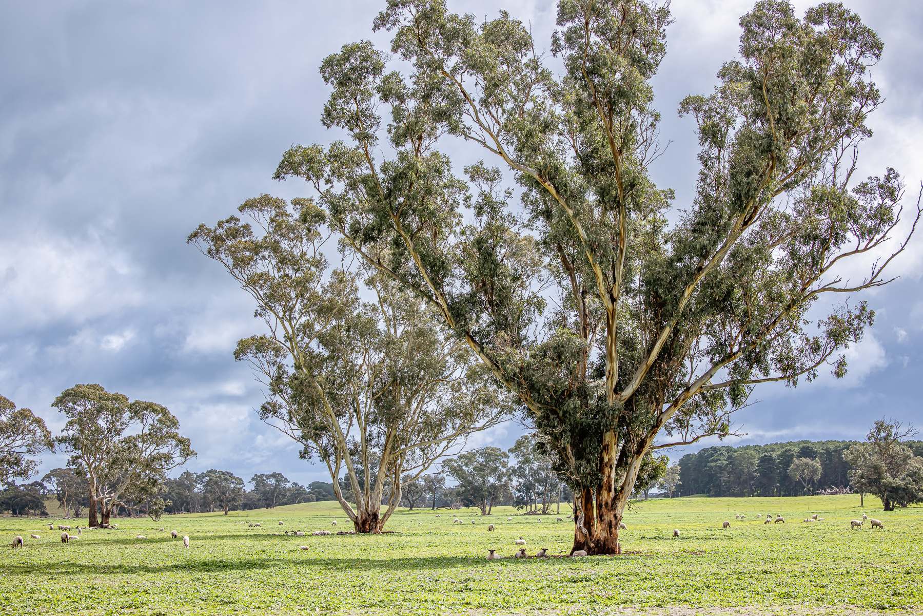 3373 Naracoorte Road, Western Flat For Sale by Farmbuy.com - image 7