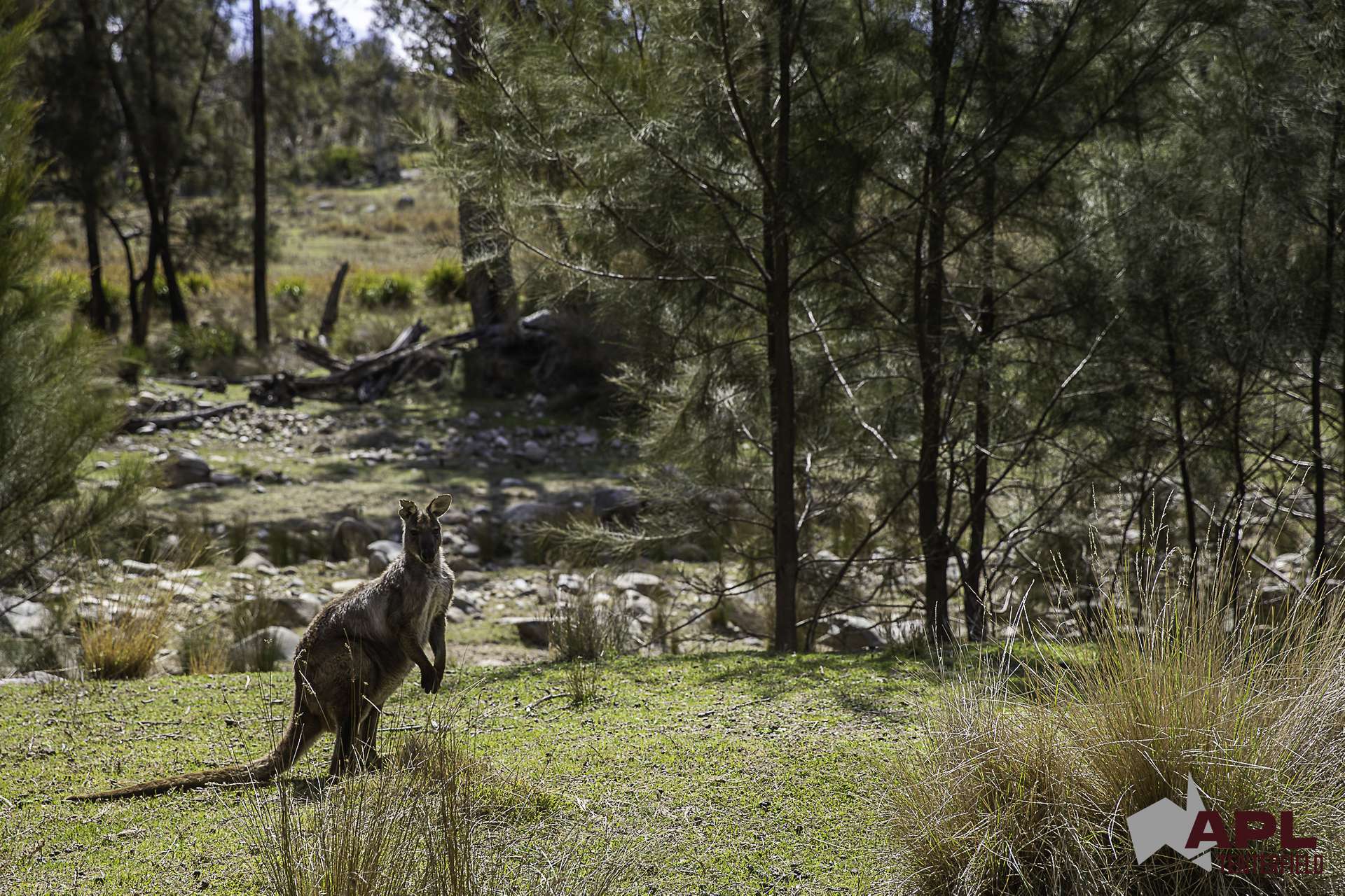 617 Bluff River Road, Tenterfield For Sale by Farmbuy.com - image 19