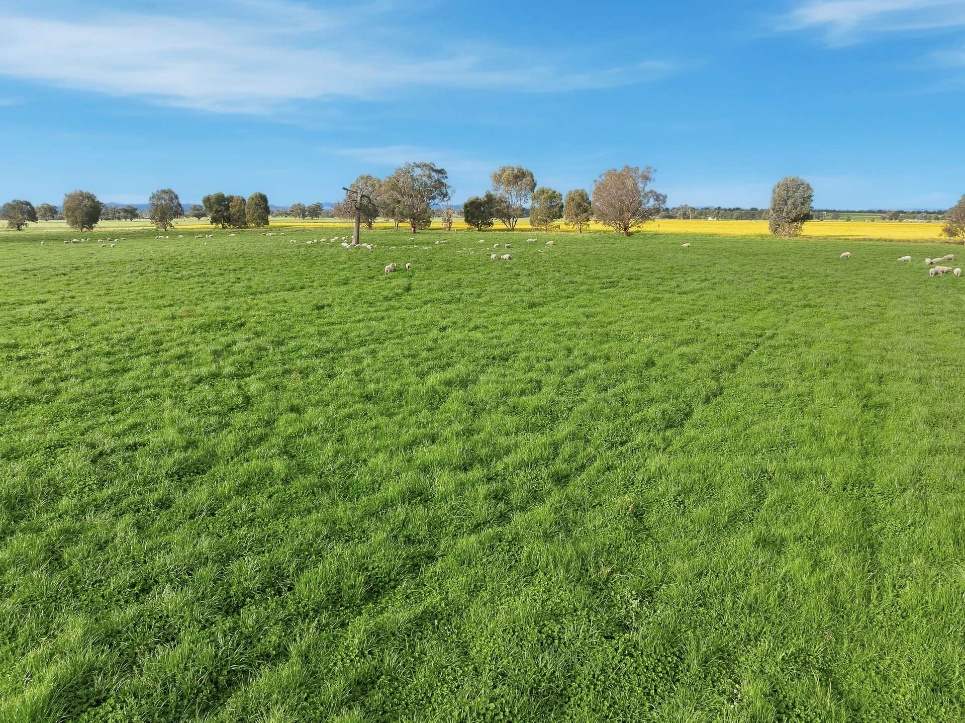 697 Tallarook Road, Cowra Auction by Farmbuy.com - image 18