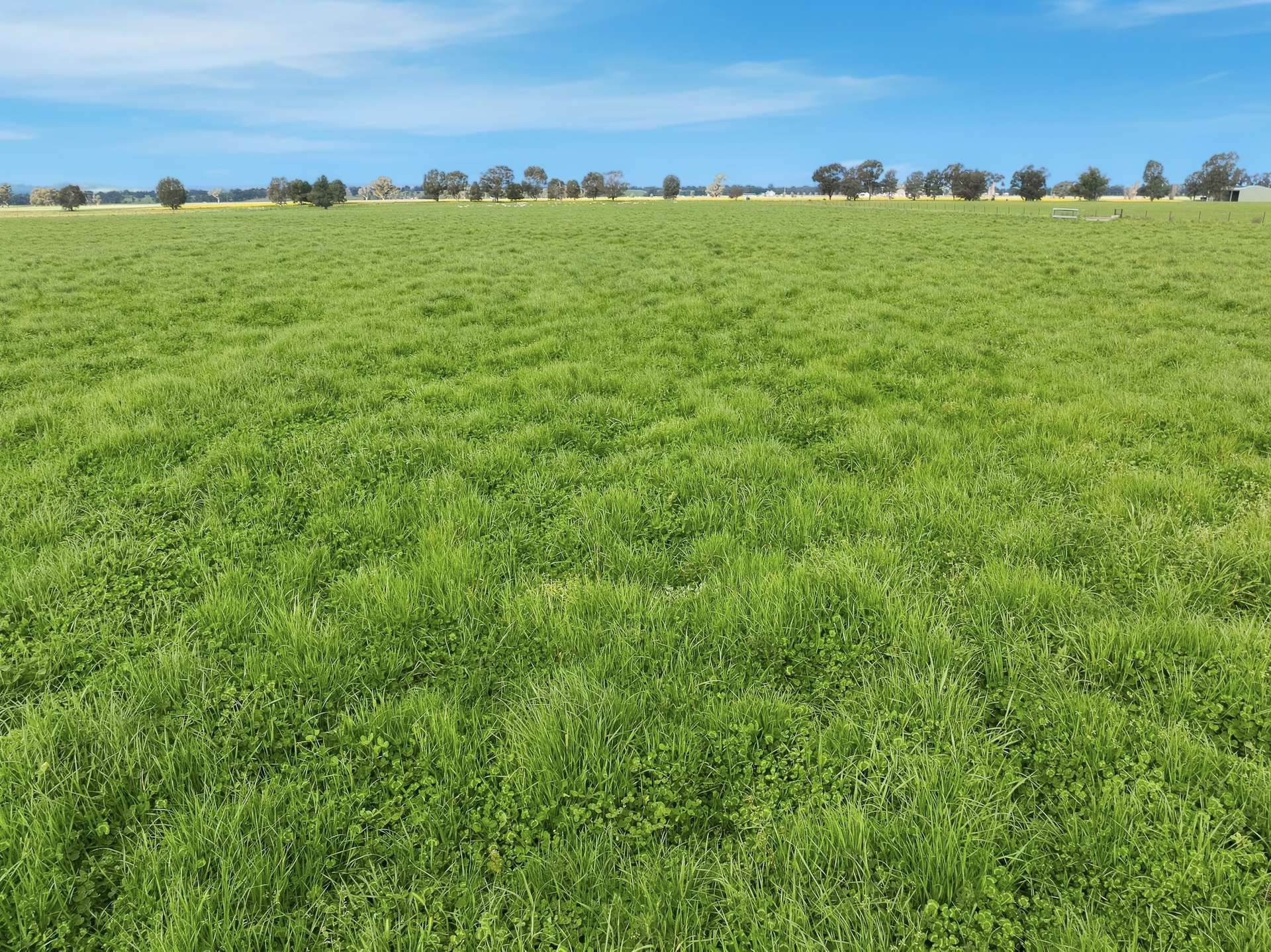 697 Tallarook Road, Cowra Auction by Farmbuy.com - image 3
