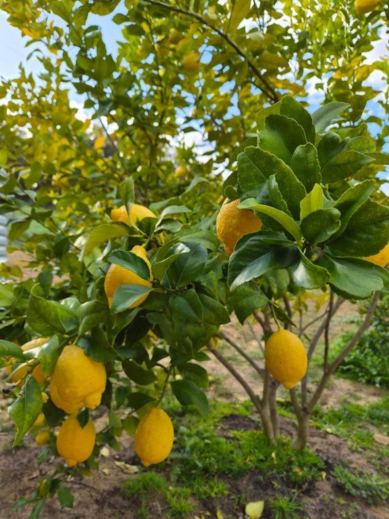 Lot 350 Caraholly Road, Dwellingup For Sale by Farmbuy.com - image 23
