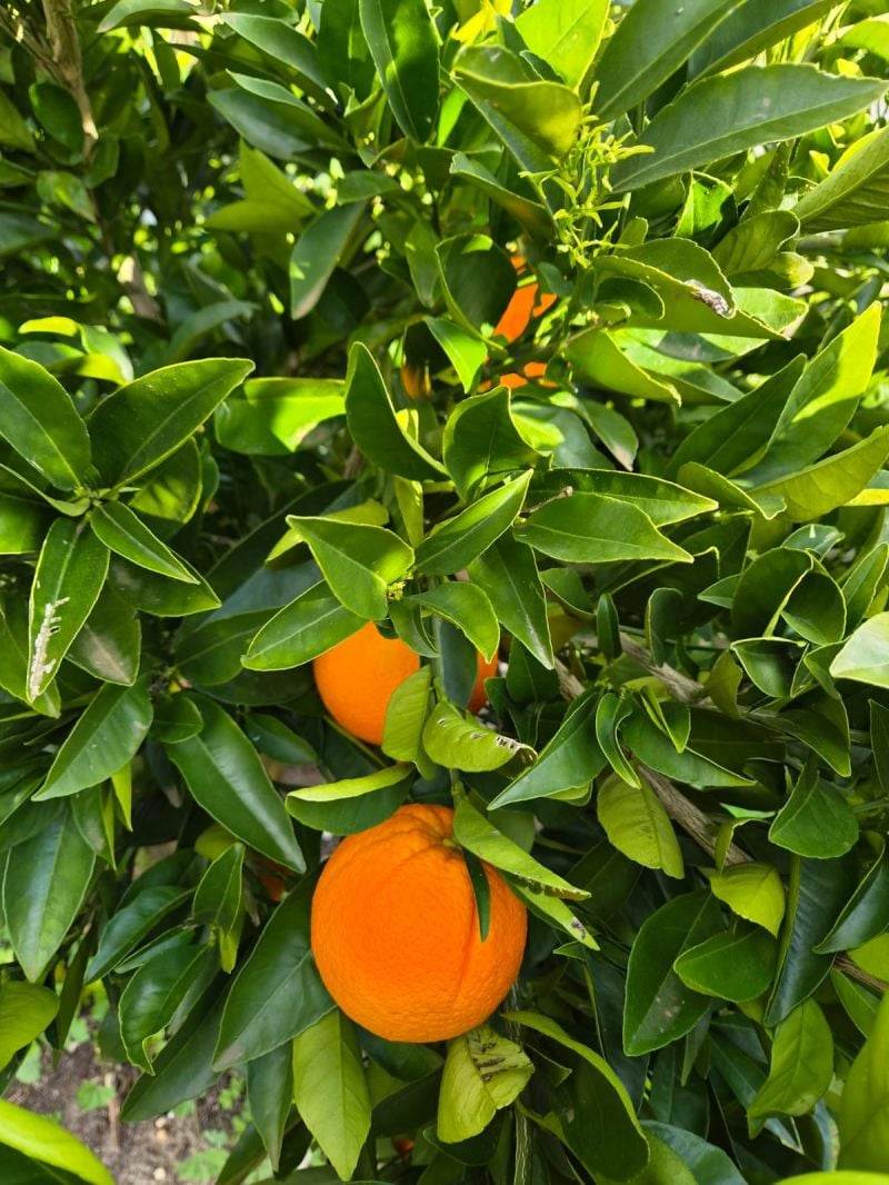 Lot 350 Caraholly Road, Dwellingup For Sale by Farmbuy.com - image 25