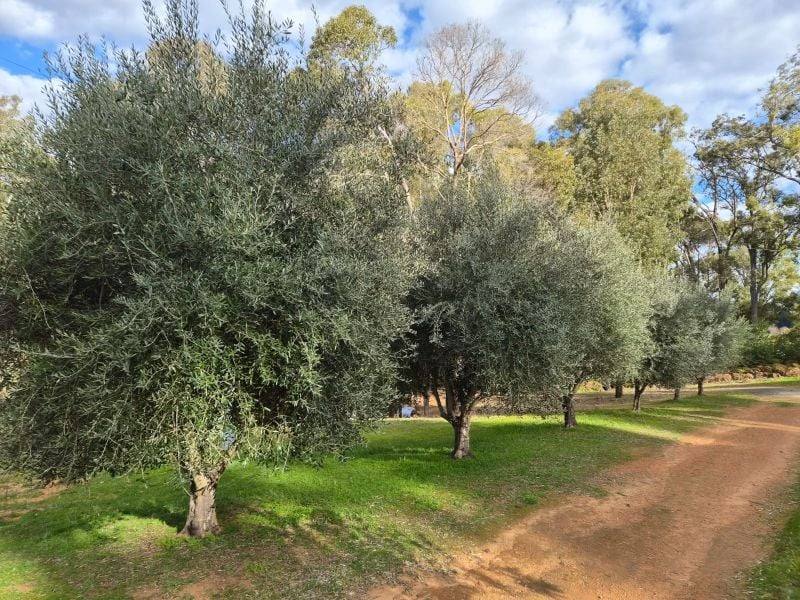 Lot 350 Caraholly Road, Dwellingup For Sale by Farmbuy.com - image 8